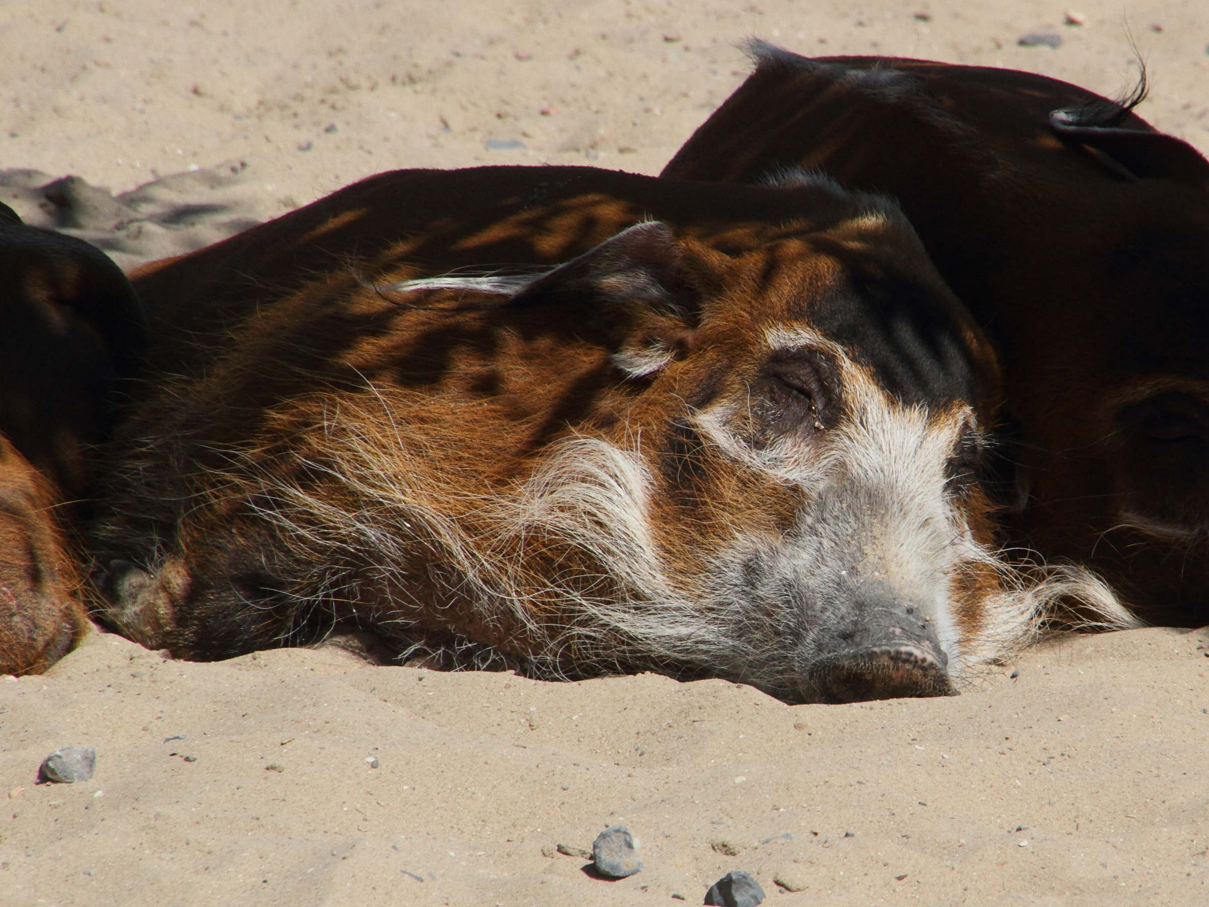 potamochoerus_porcus3md