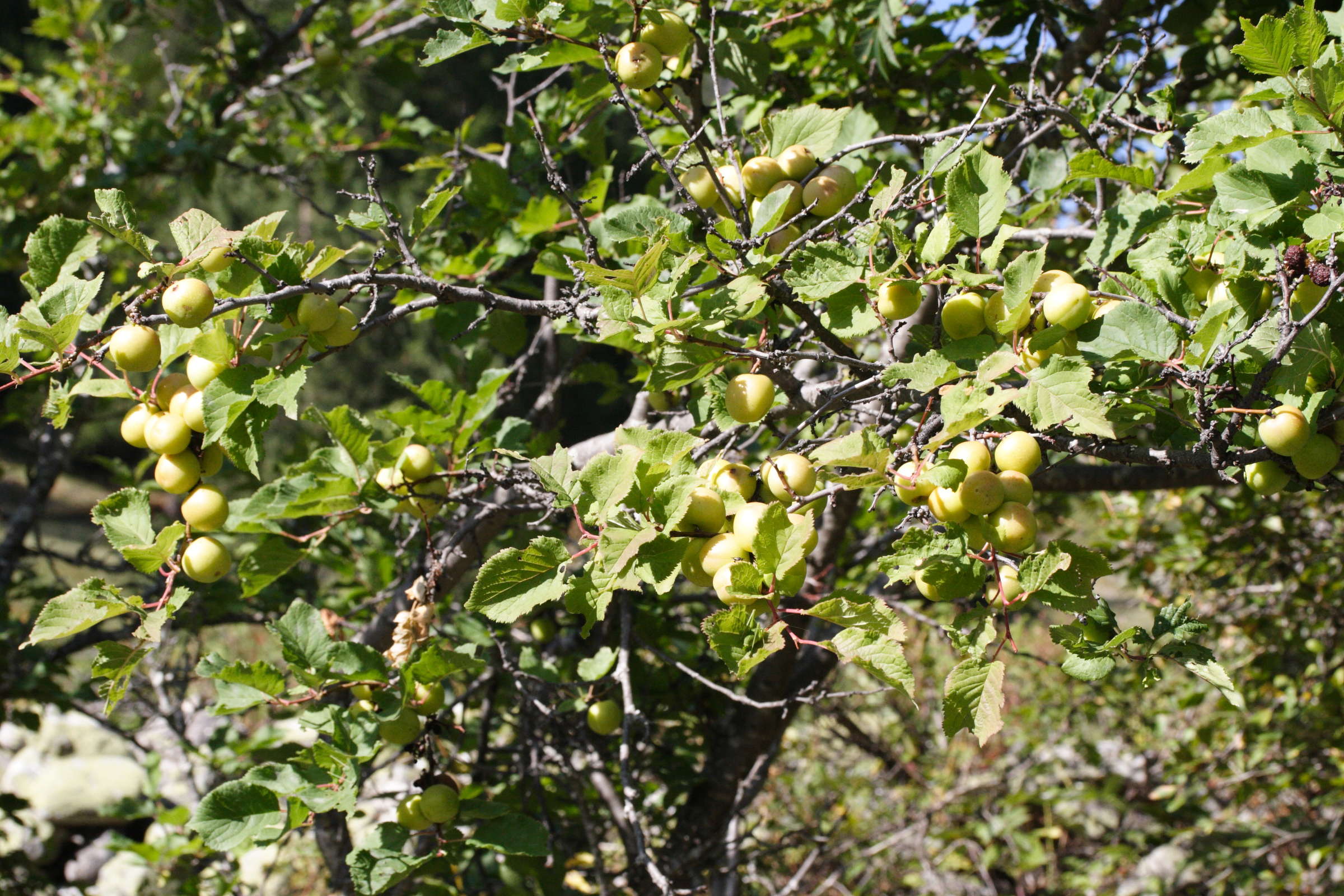 Sysbio, Base de données de systématique Prunus brigantina (Marmottier