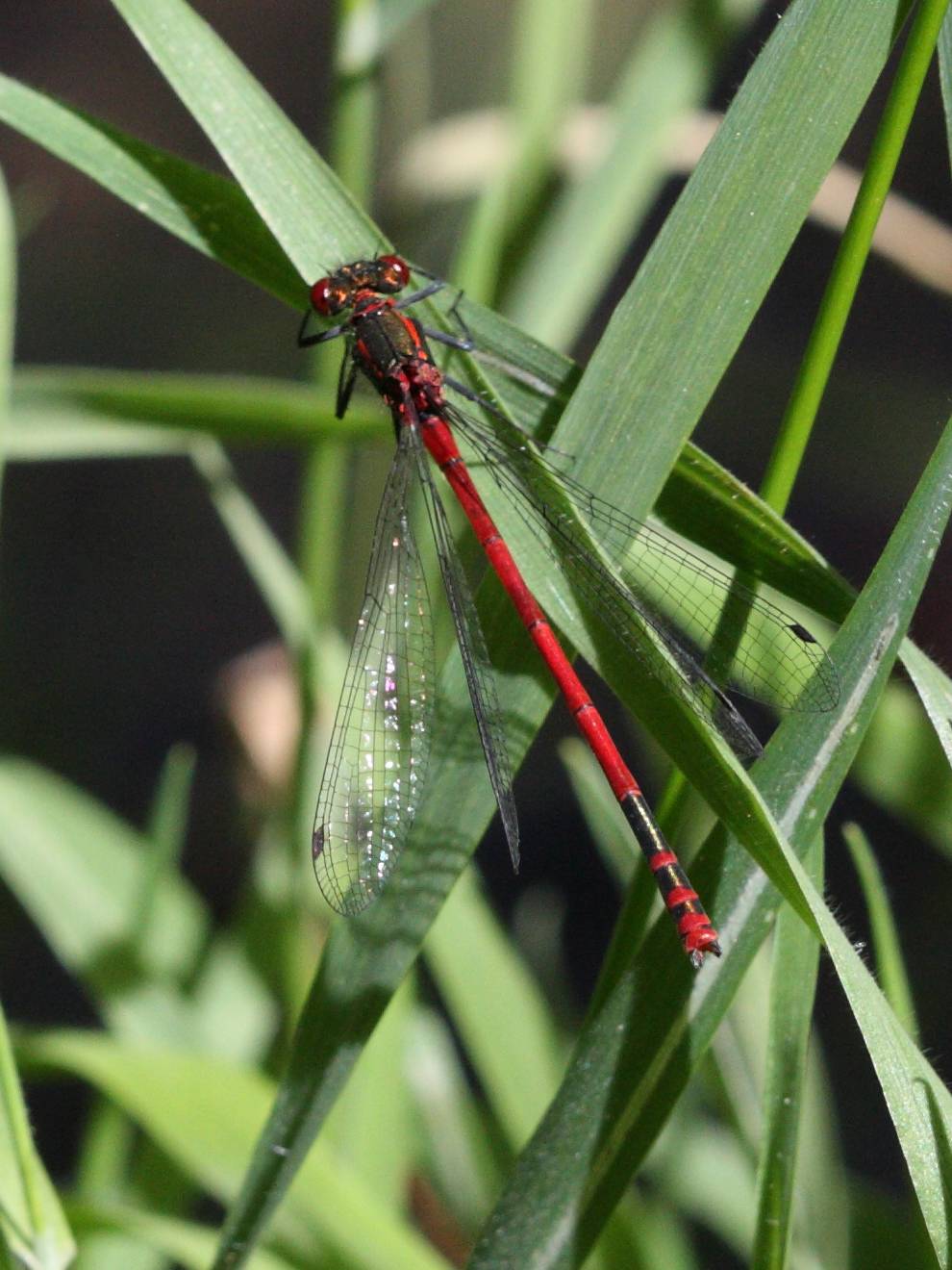 Afficher le média pyrrhosoma_nymphula3abd pyrrhosoma_nymphula3abd