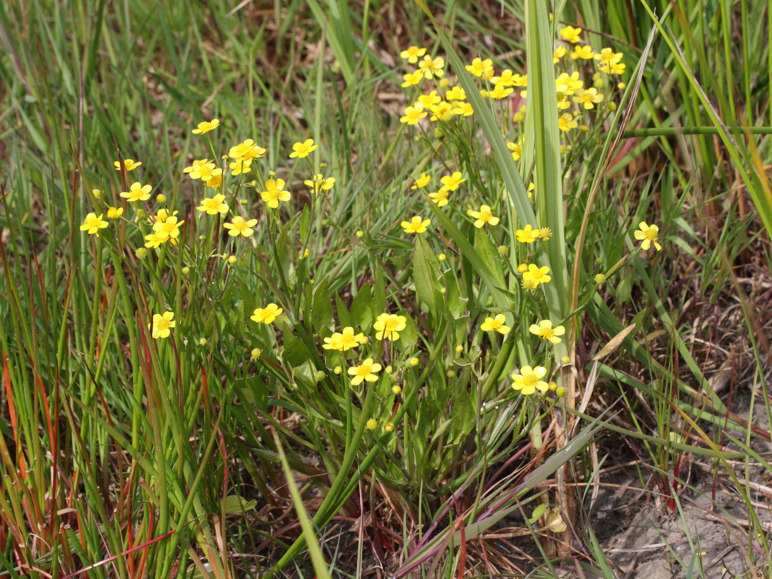 Afficher le média ranunculus_ophioglossifolius1md ranunculus_ophioglossifolius1md