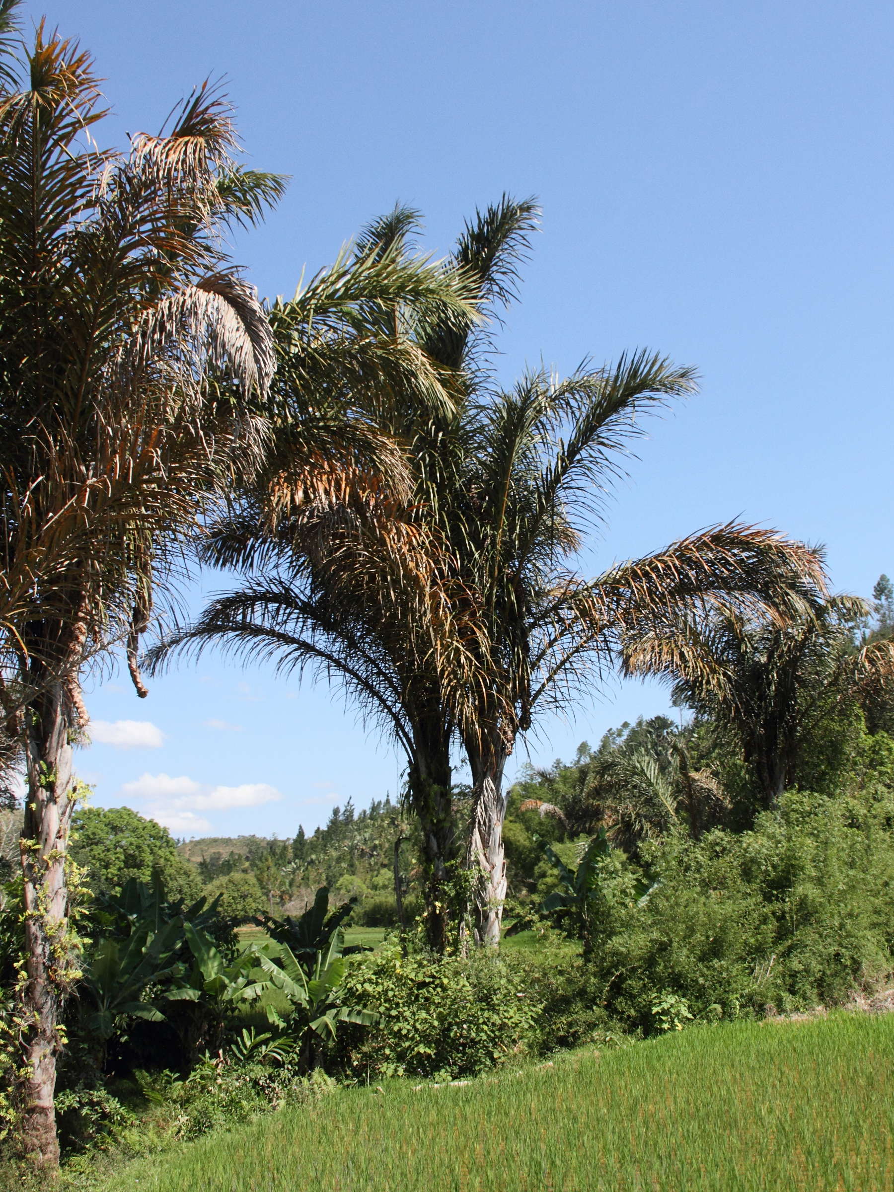 raphia_farinifera5md