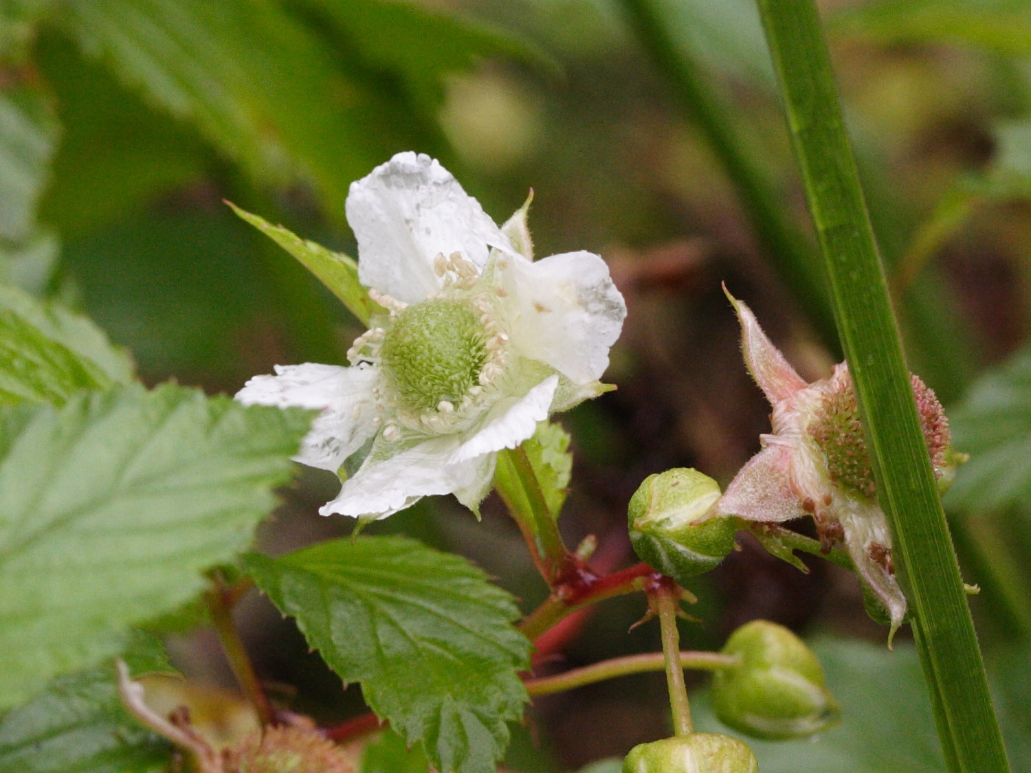rubus_rosifolius3md