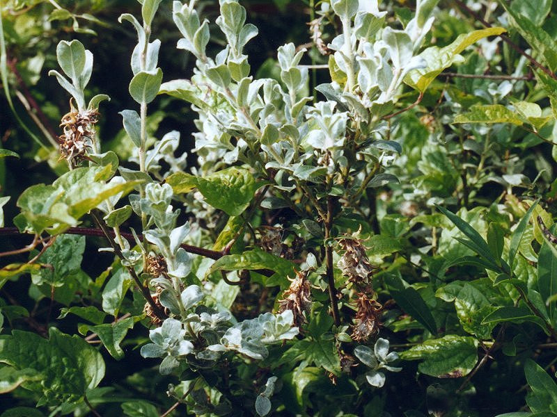 Afficher le média salix_repens3md salix_repens3md