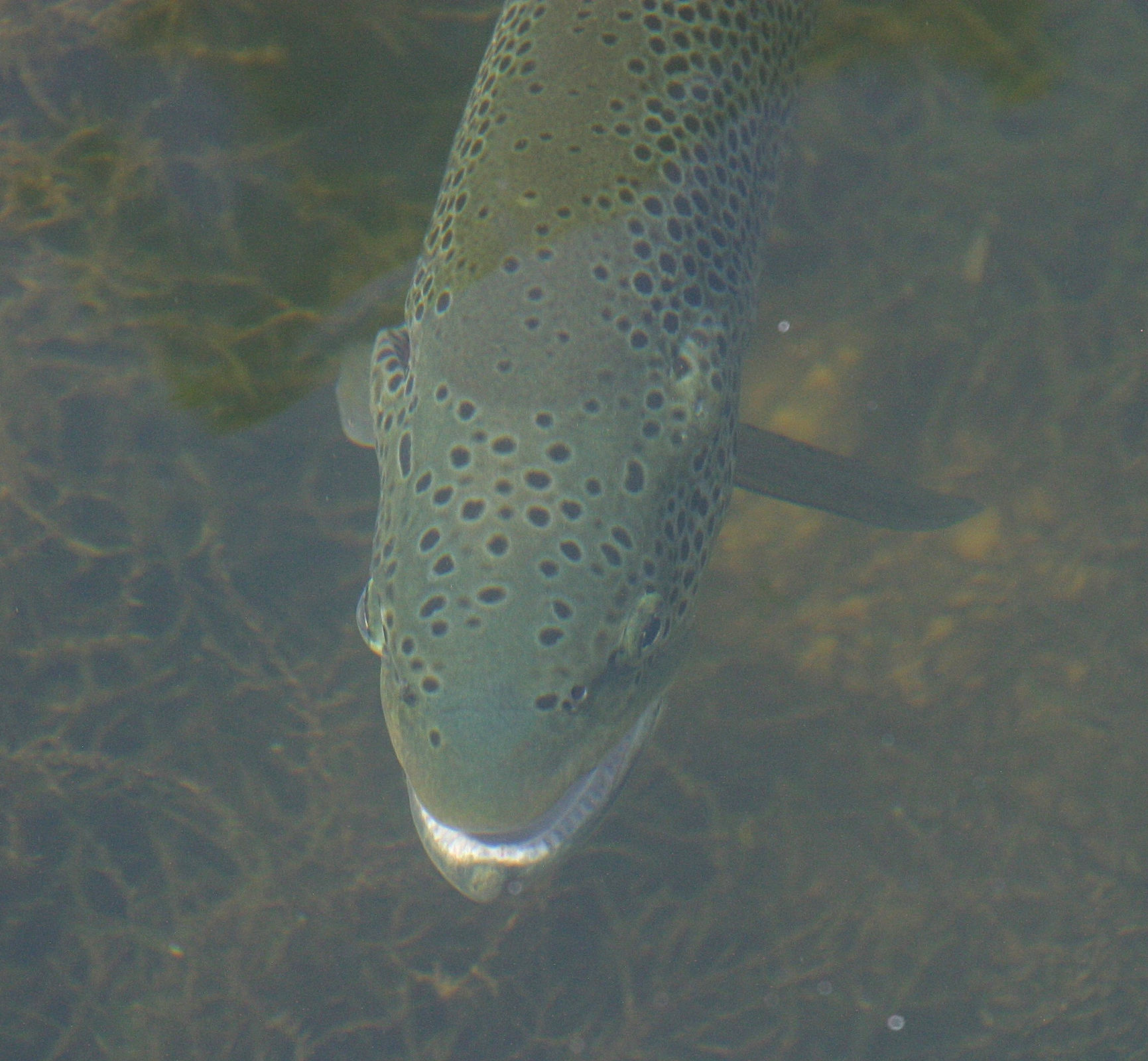 salmo_trutta_fario2md