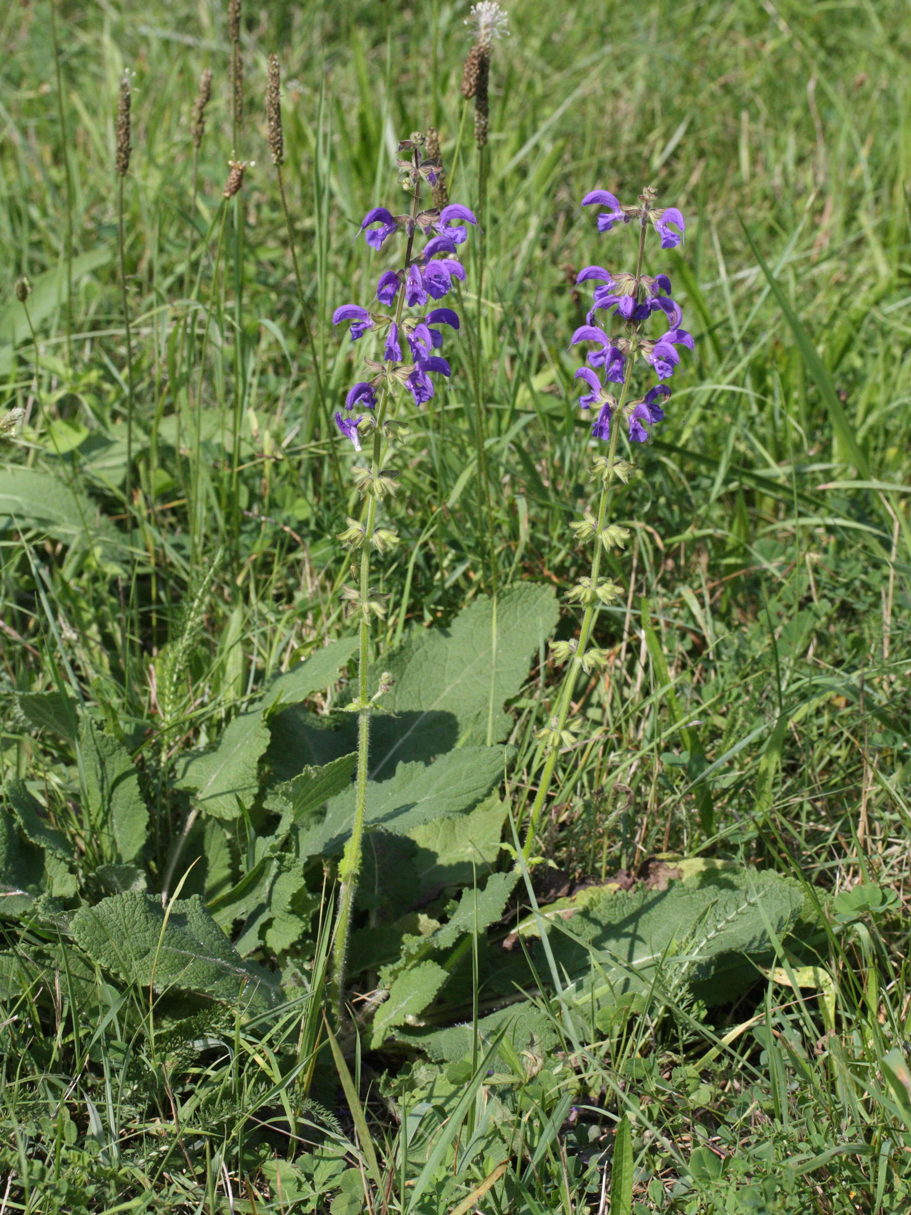 salvia_pratensis1md