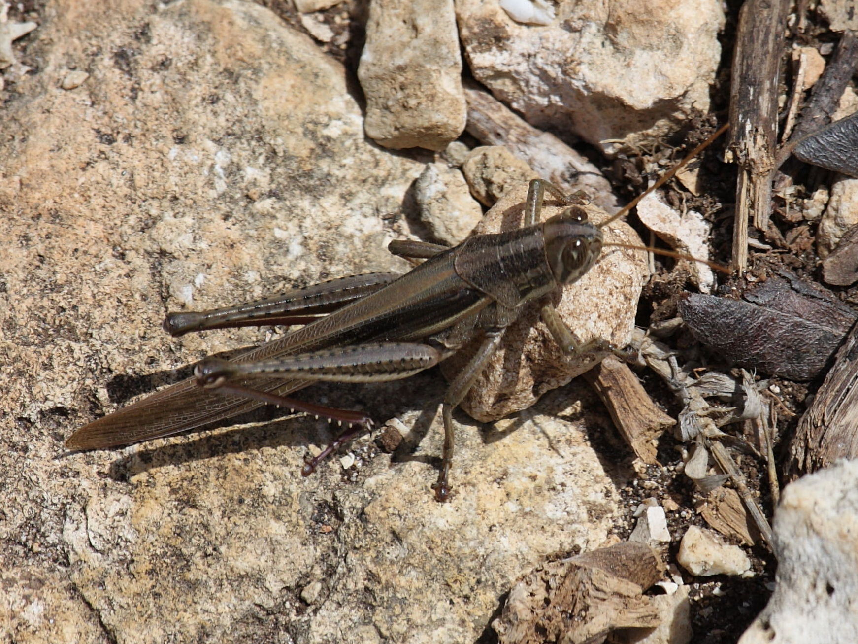 schistocerca_pallens2sd