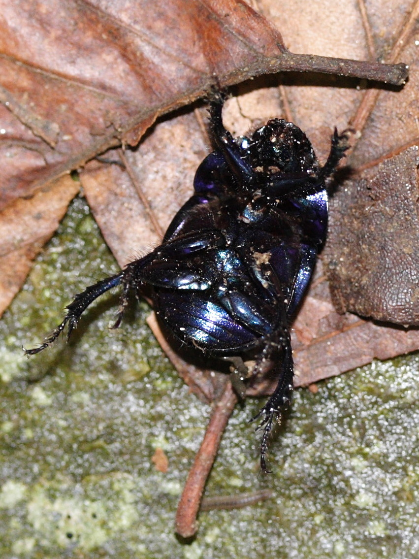 sericotrupes_niger2md