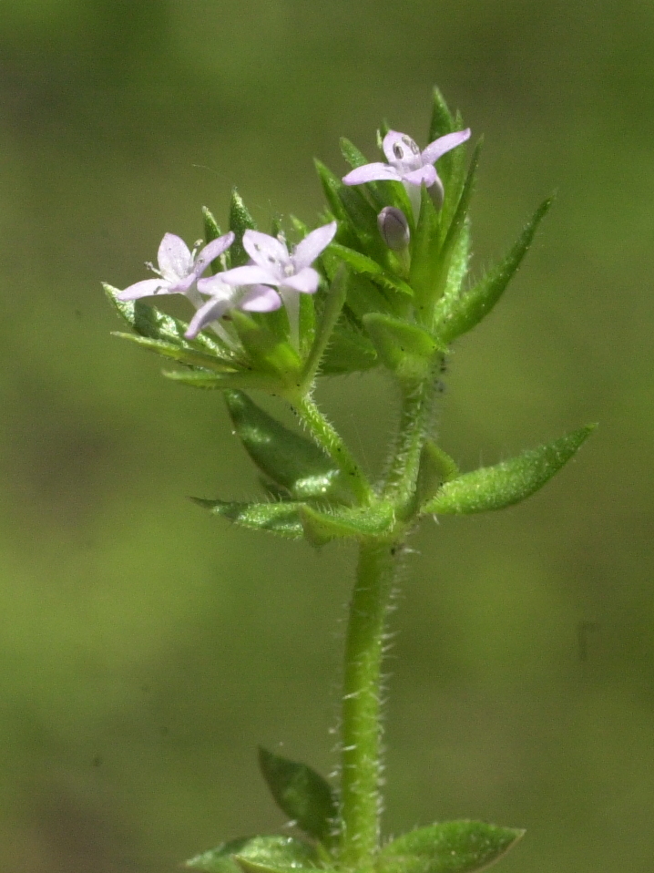 Afficher le média sherardia_arvensis3md sherardia_arvensis3md