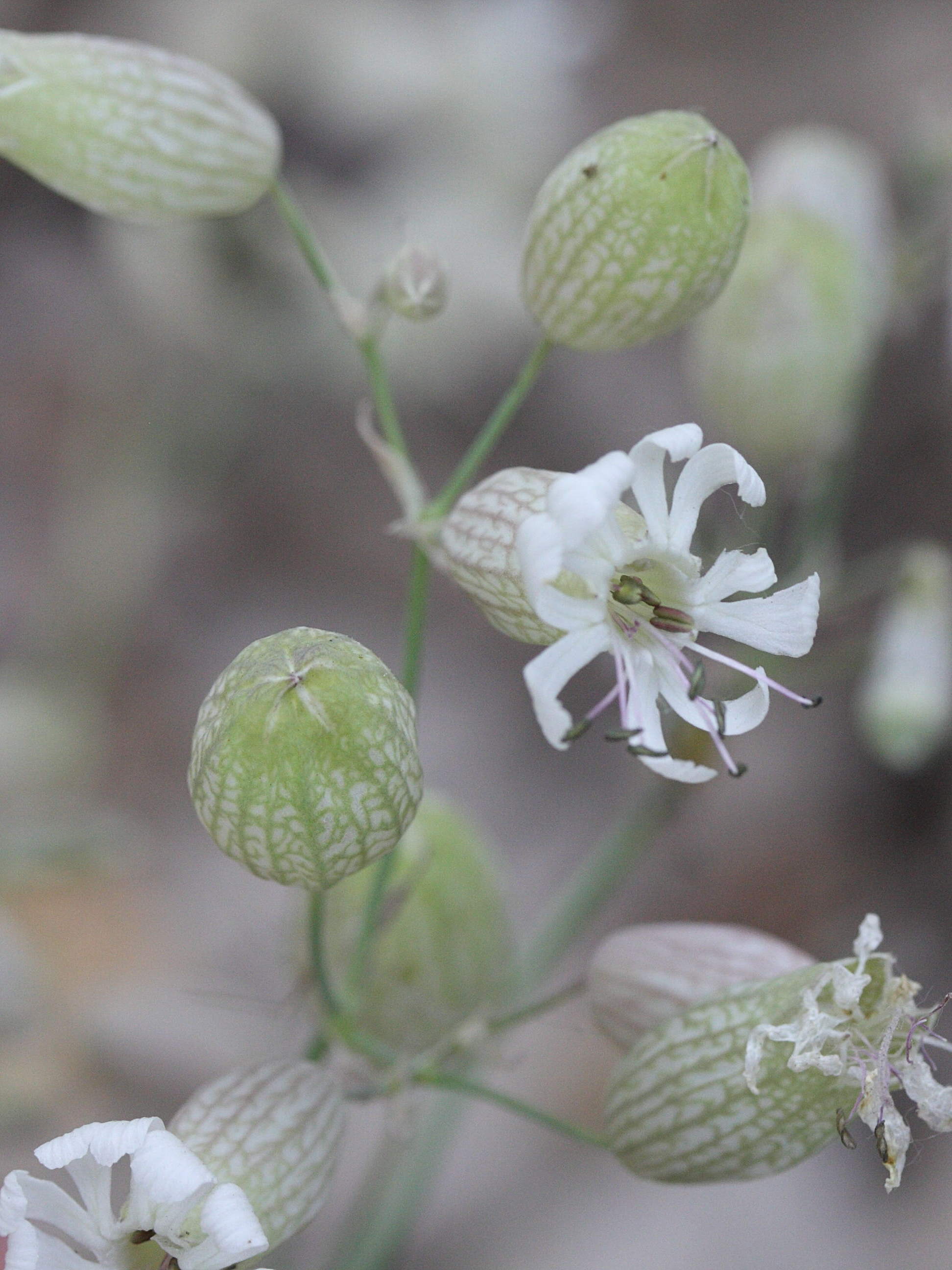 silene_vulgaris_humilis2md