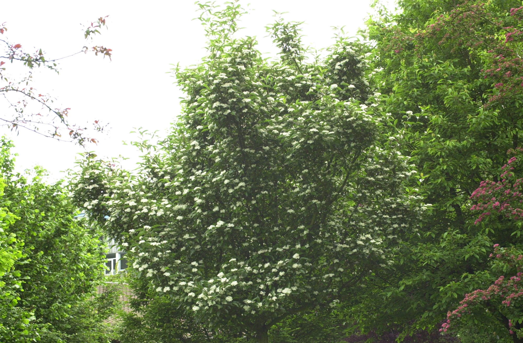 sorbus_x_rotundifolia1md