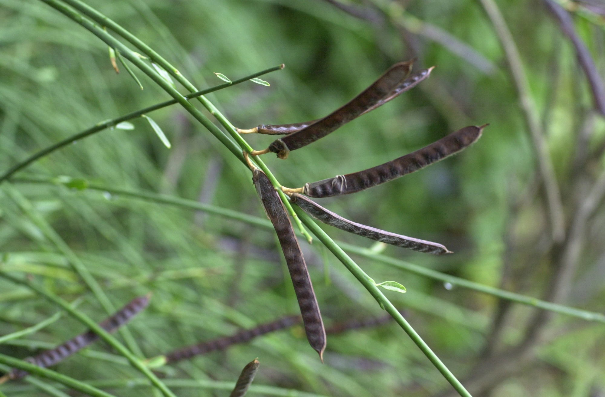 spartium_junceum4bmd