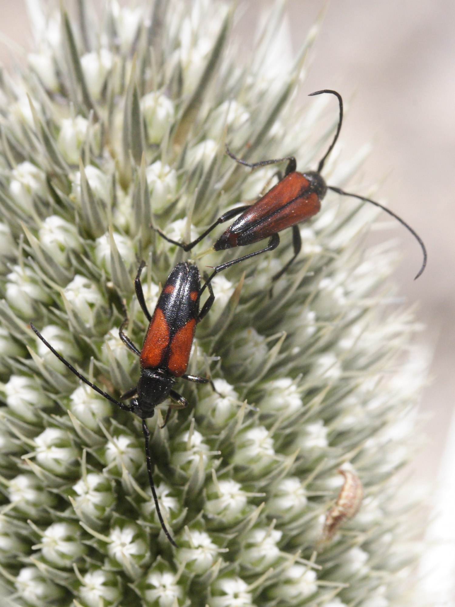 stenurella_bifasciata1md