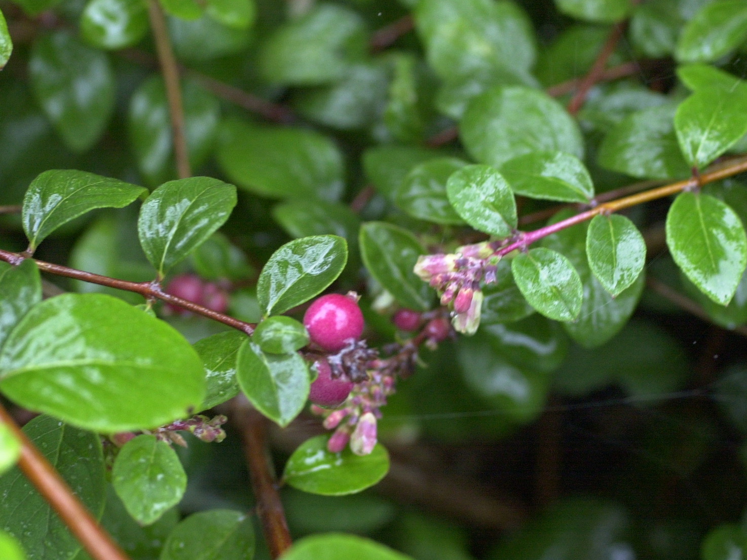 symphoricarpos_orbiculatus_hancock2md