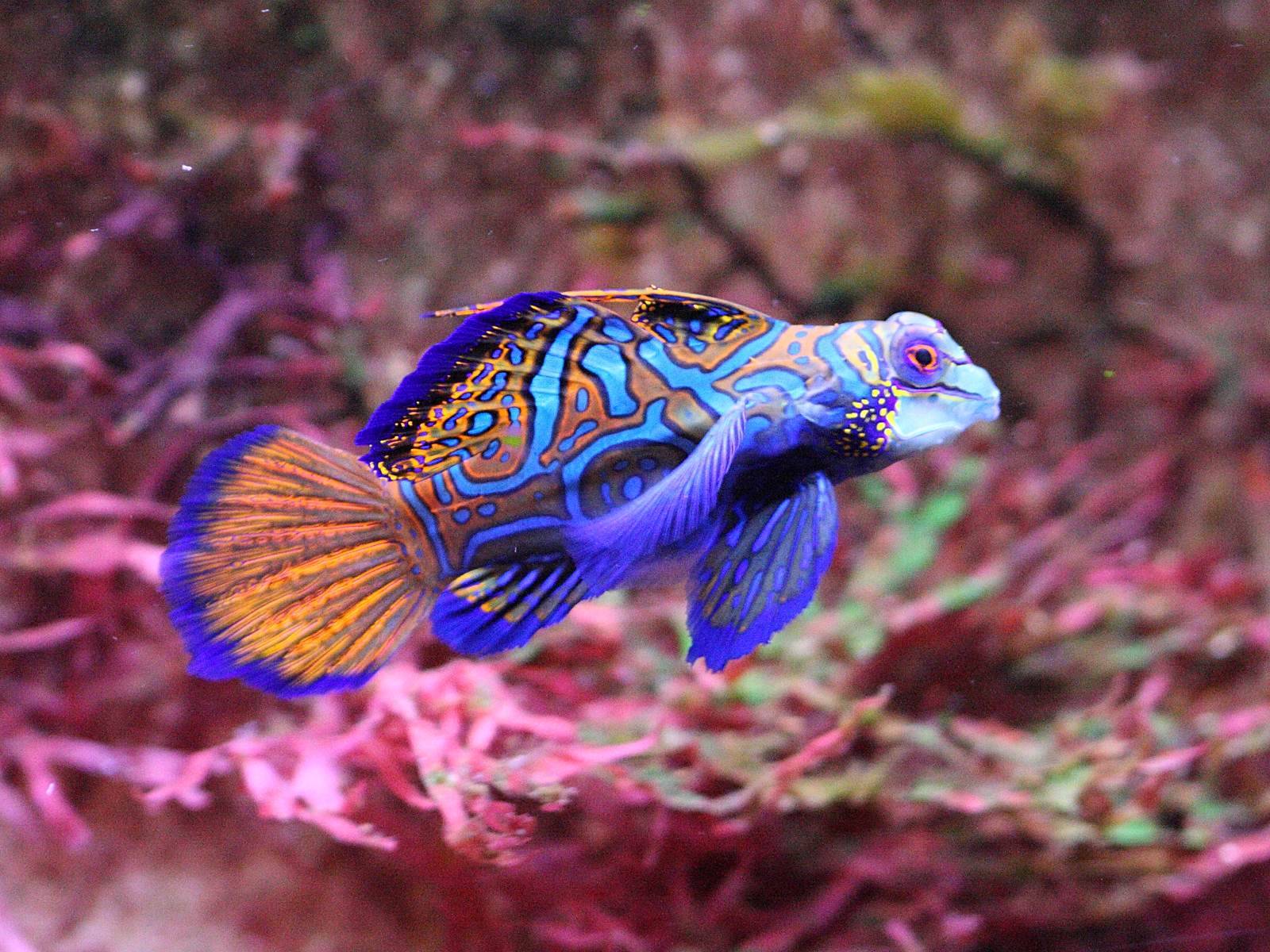 Afficher le média synchiropus_splendidus5bd synchiropus_splendidus5bd