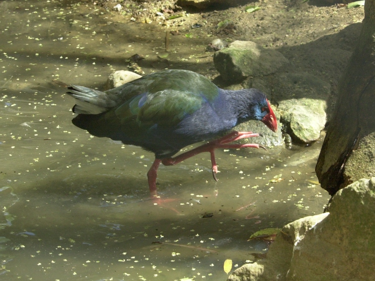 taleve_sultane_-_porphyrio_porphyrio5md