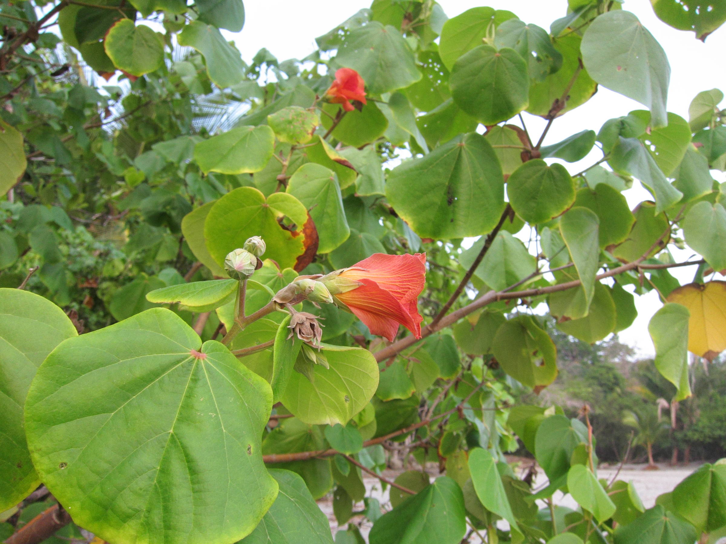 Afficher le média talipariti_tiliaceum8bd talipariti_tiliaceum8bd