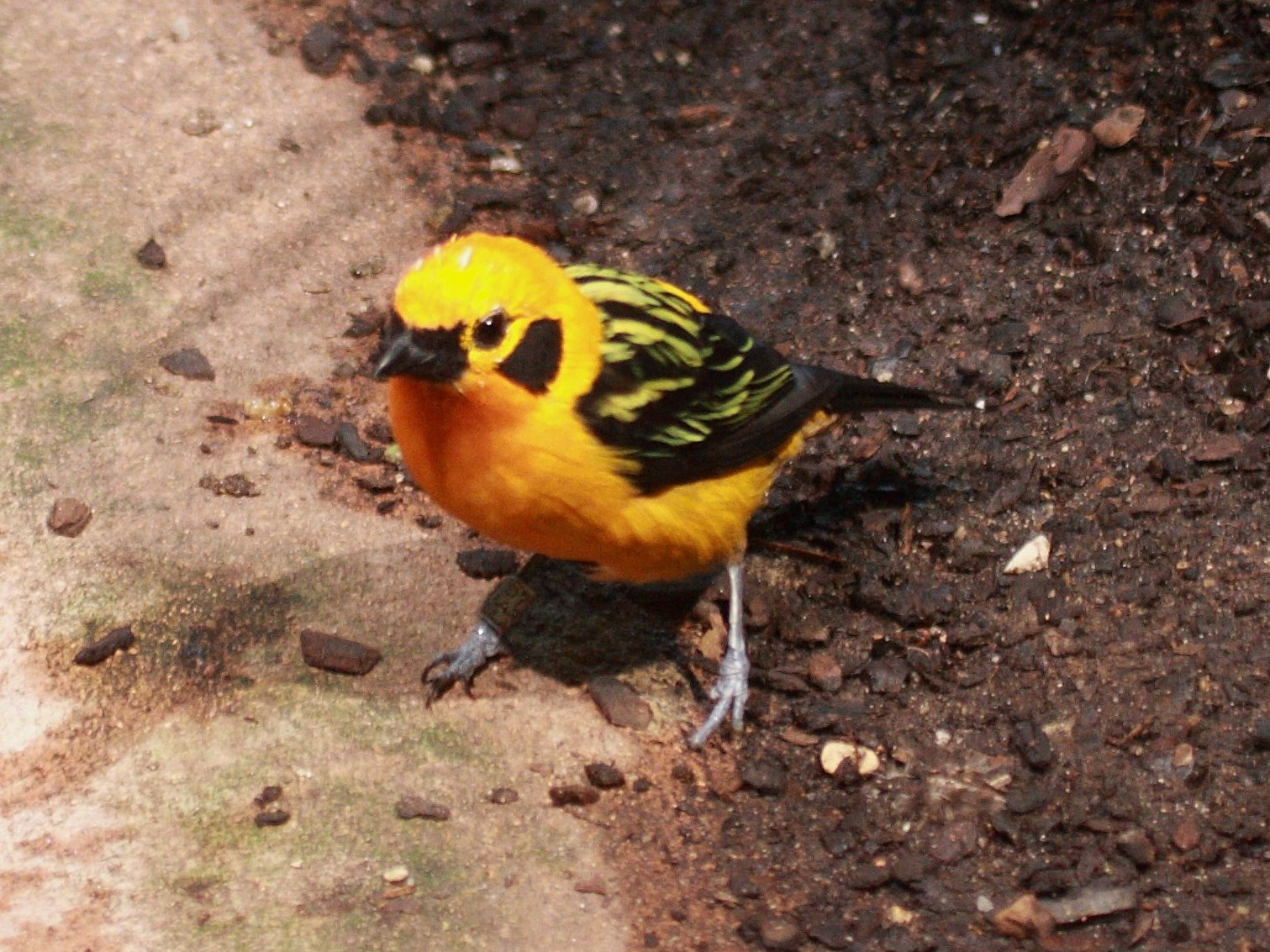 tangara_dore_-_tangara_arthus1bd