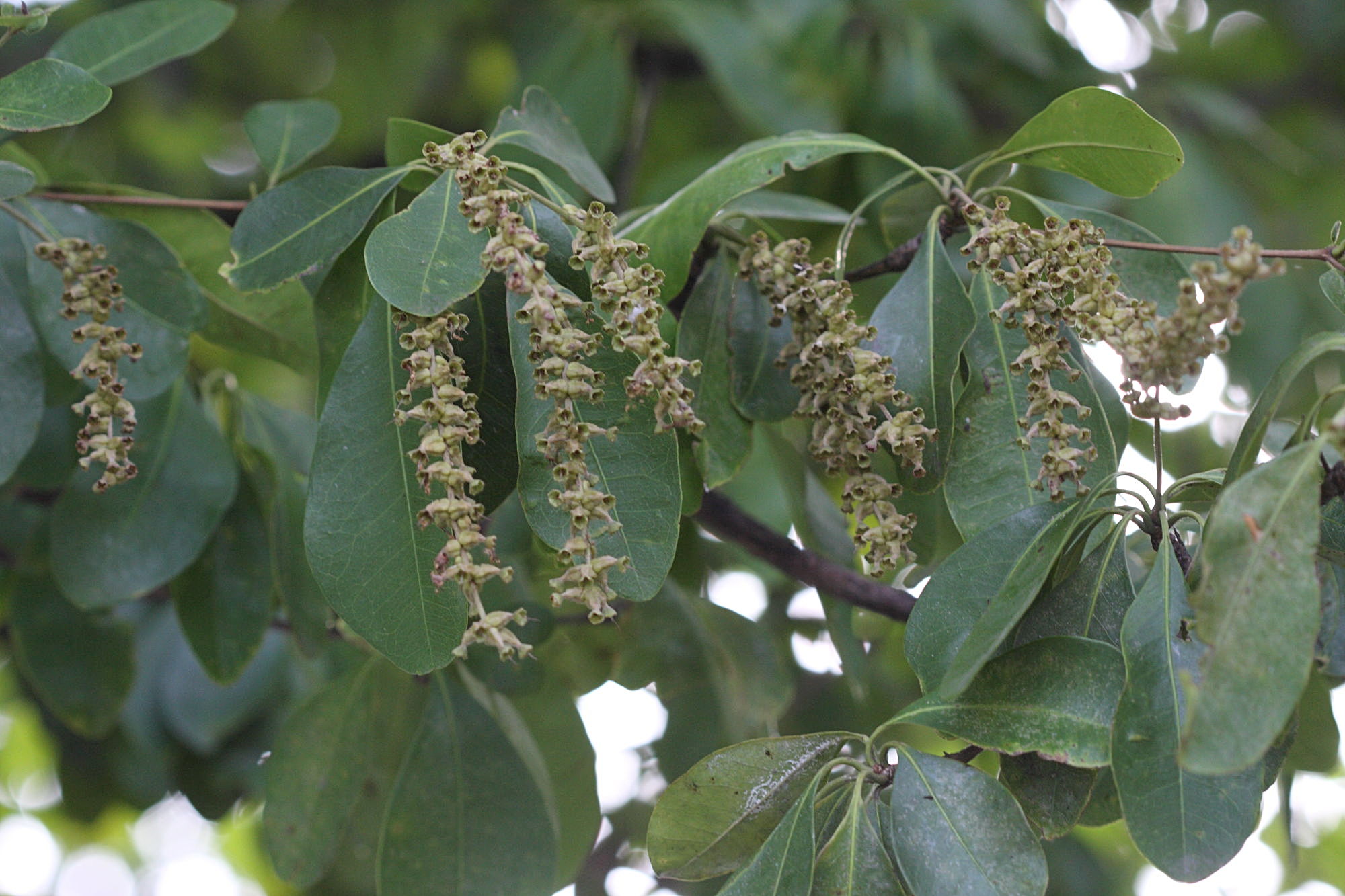 Afficher le média Terminalia_bellirica Terminalia_bellirica