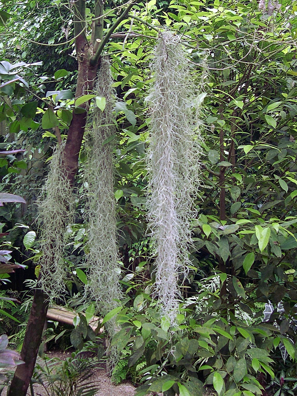 tillandsia_usneoides1md
