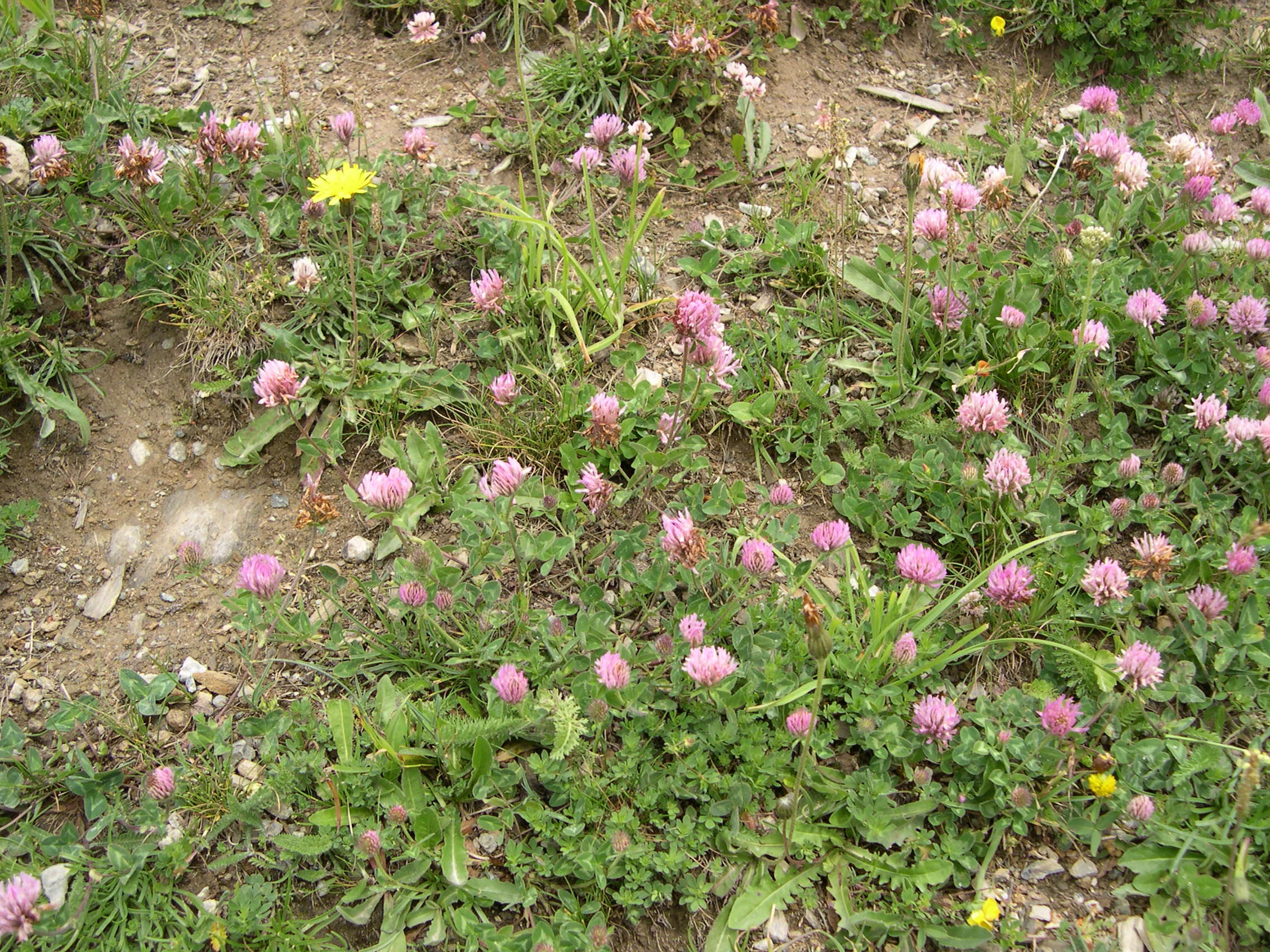 trifolium_pratense3md