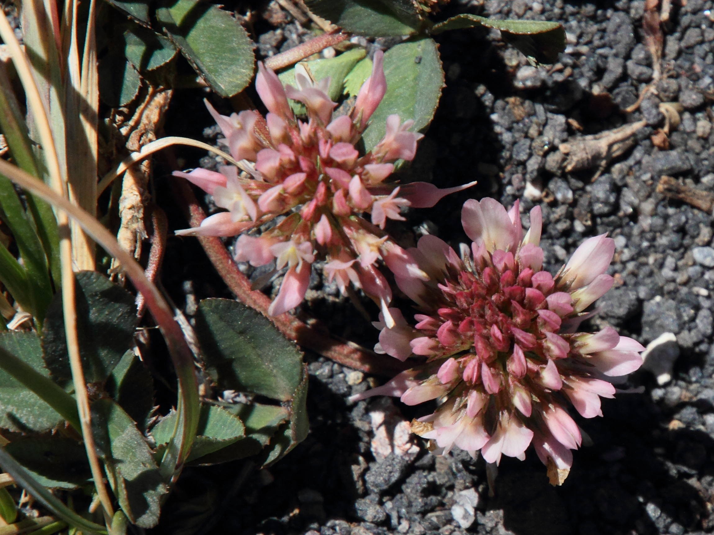 trifolium_pratense6md