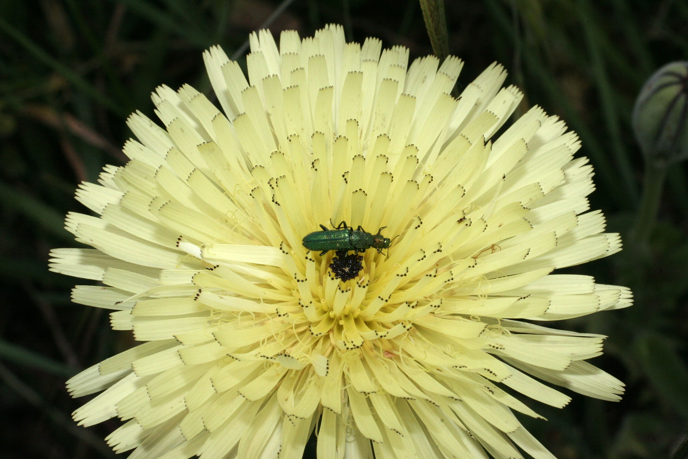 Afficher le média urospermum_dalechampii4md urospermum_dalechampii4md