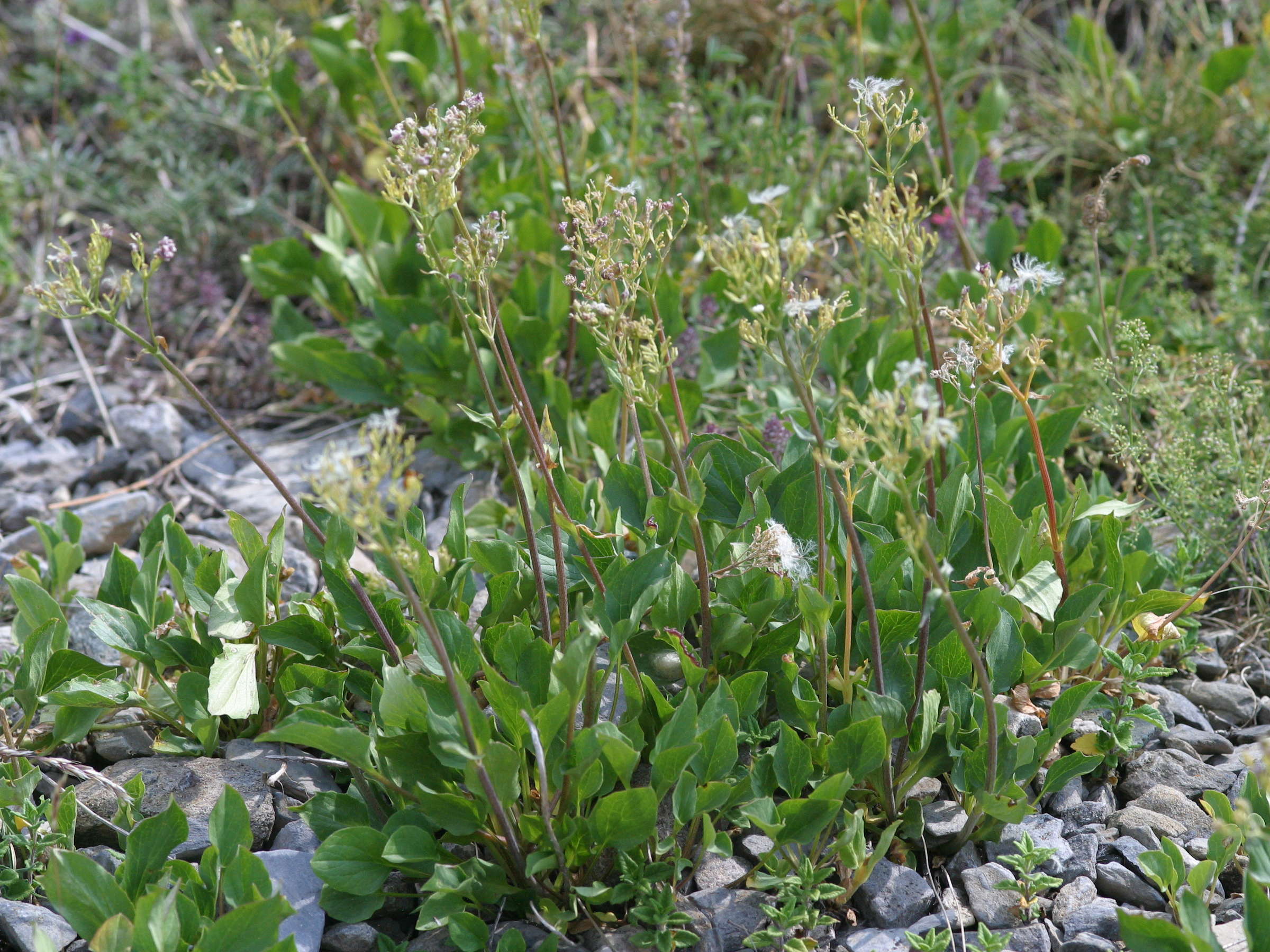 Afficher le média valeriana_montana1md valeriana_montana1md