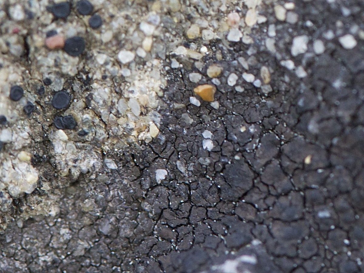 Afficher le média verrucaria_nigrescens2md verrucaria_nigrescens2md