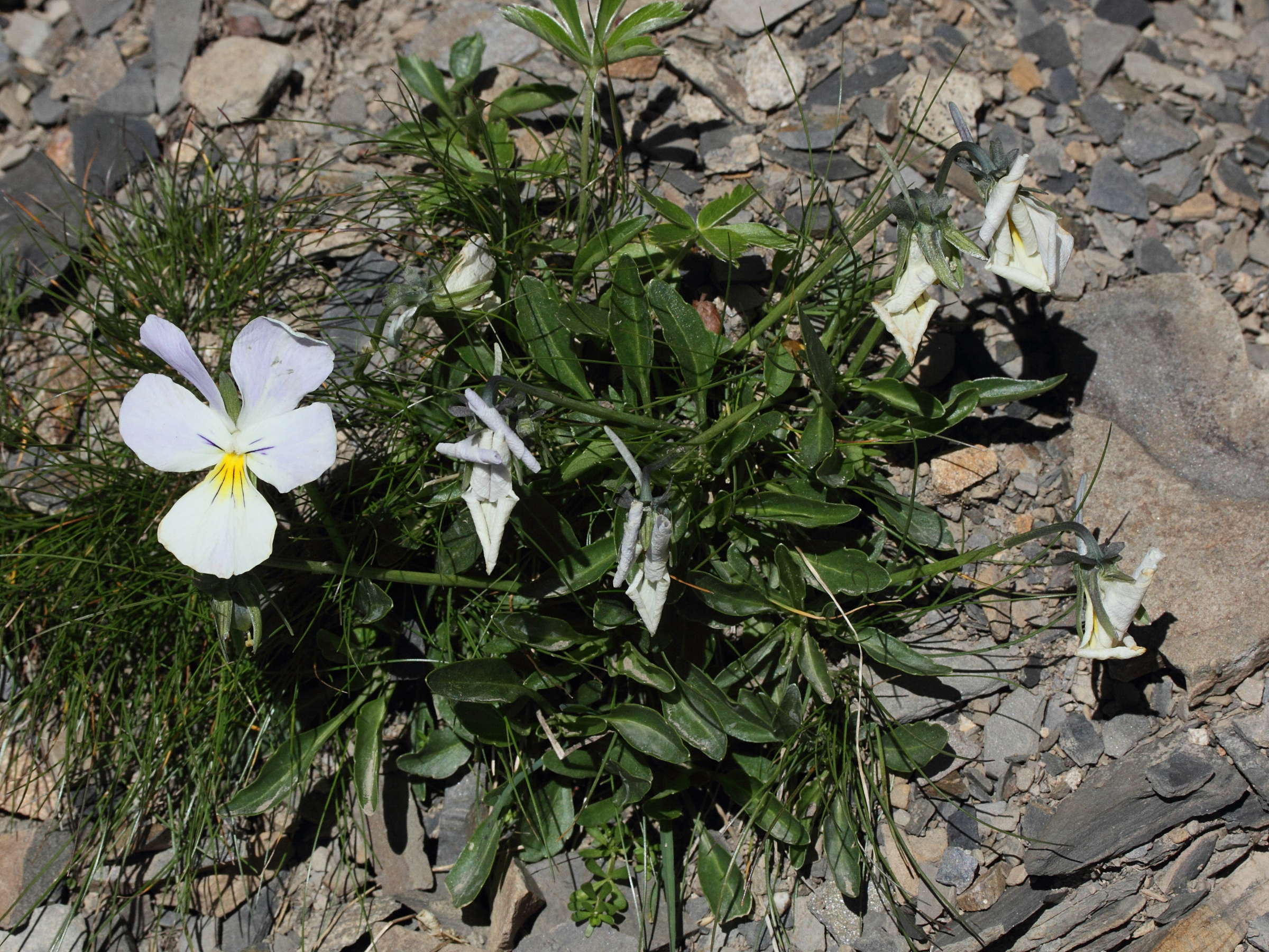 viola_calcarata3md