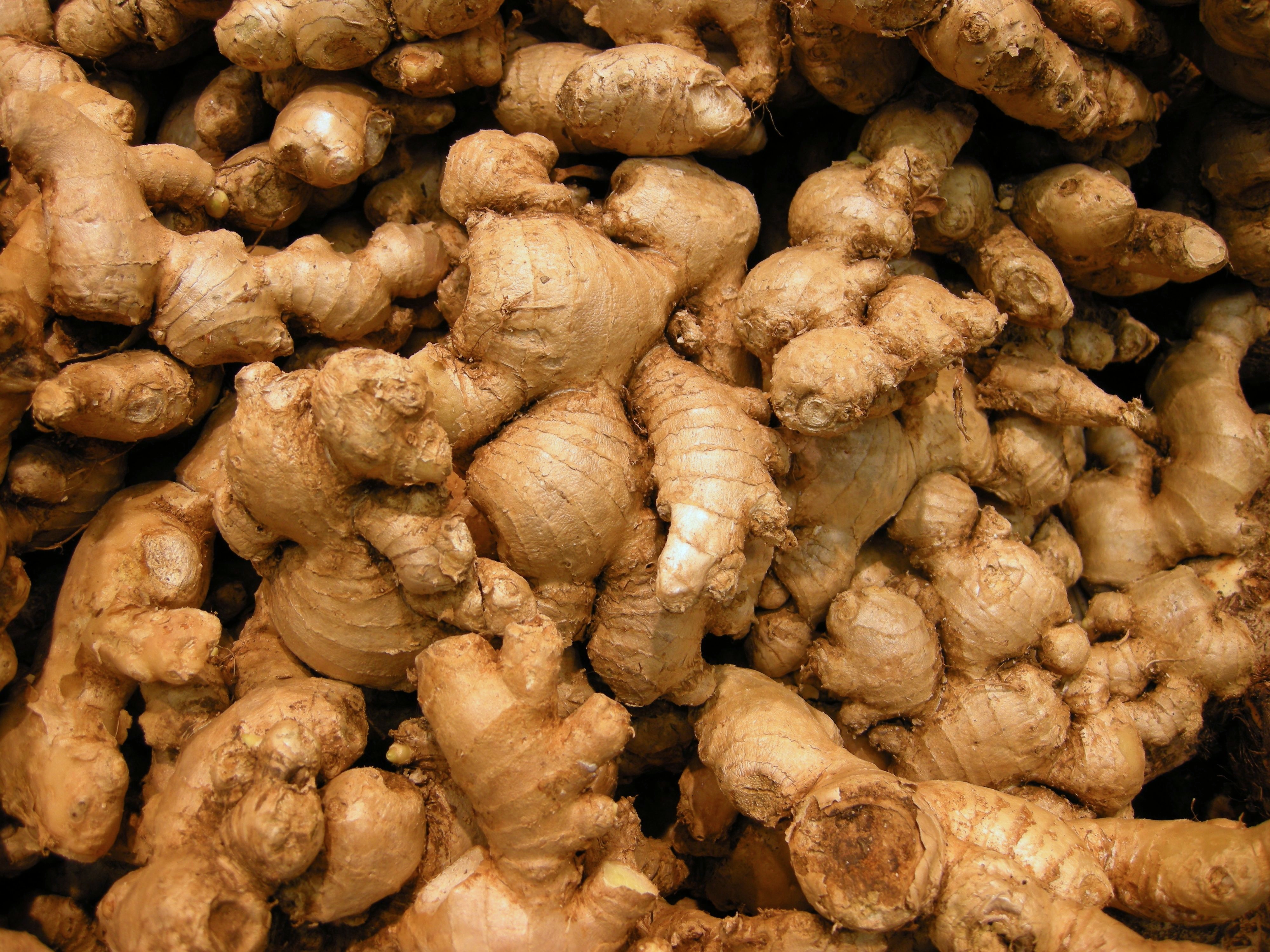 zingiber_officinalis2md