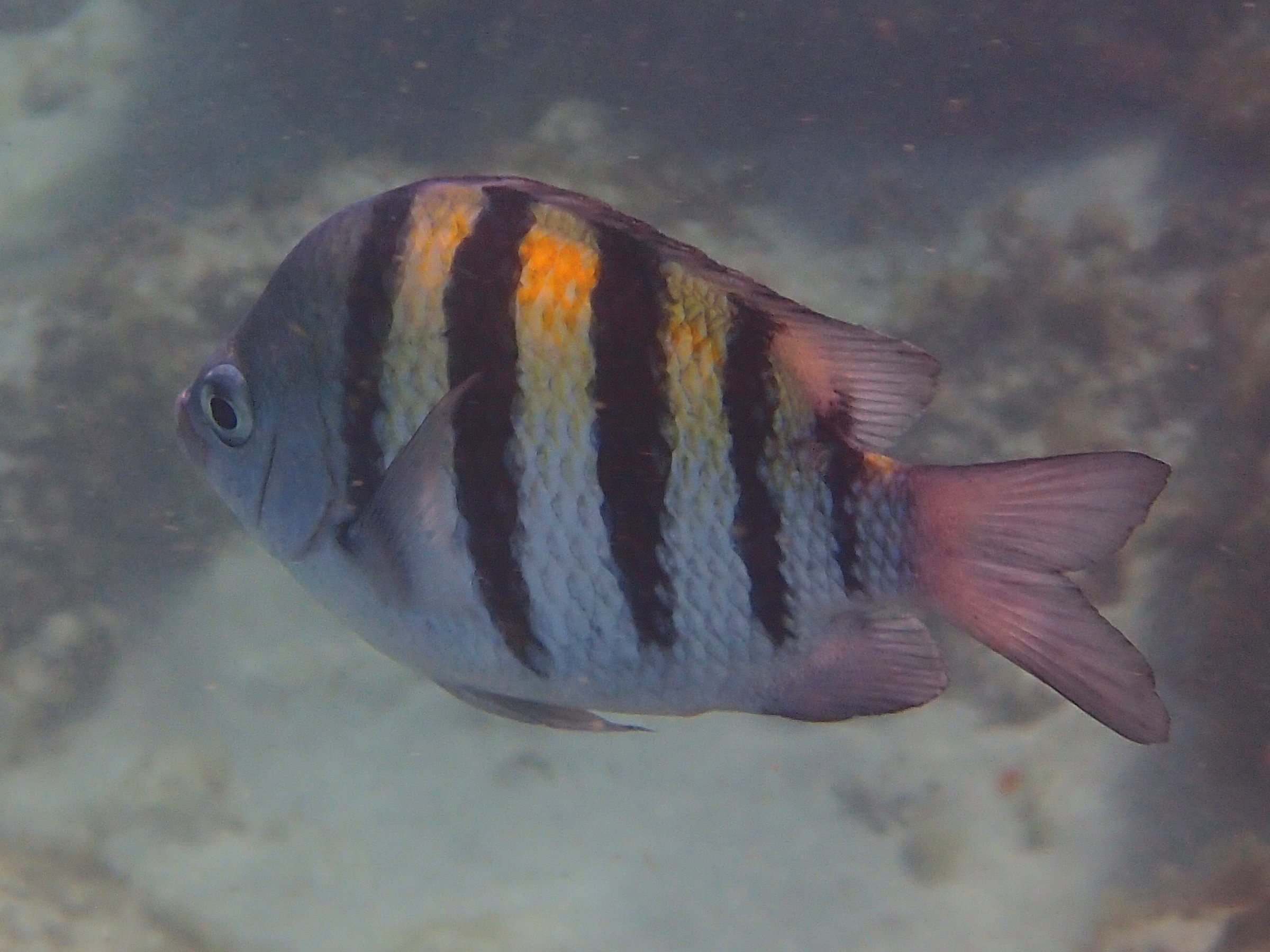 abudefduf_saxatilis2sd