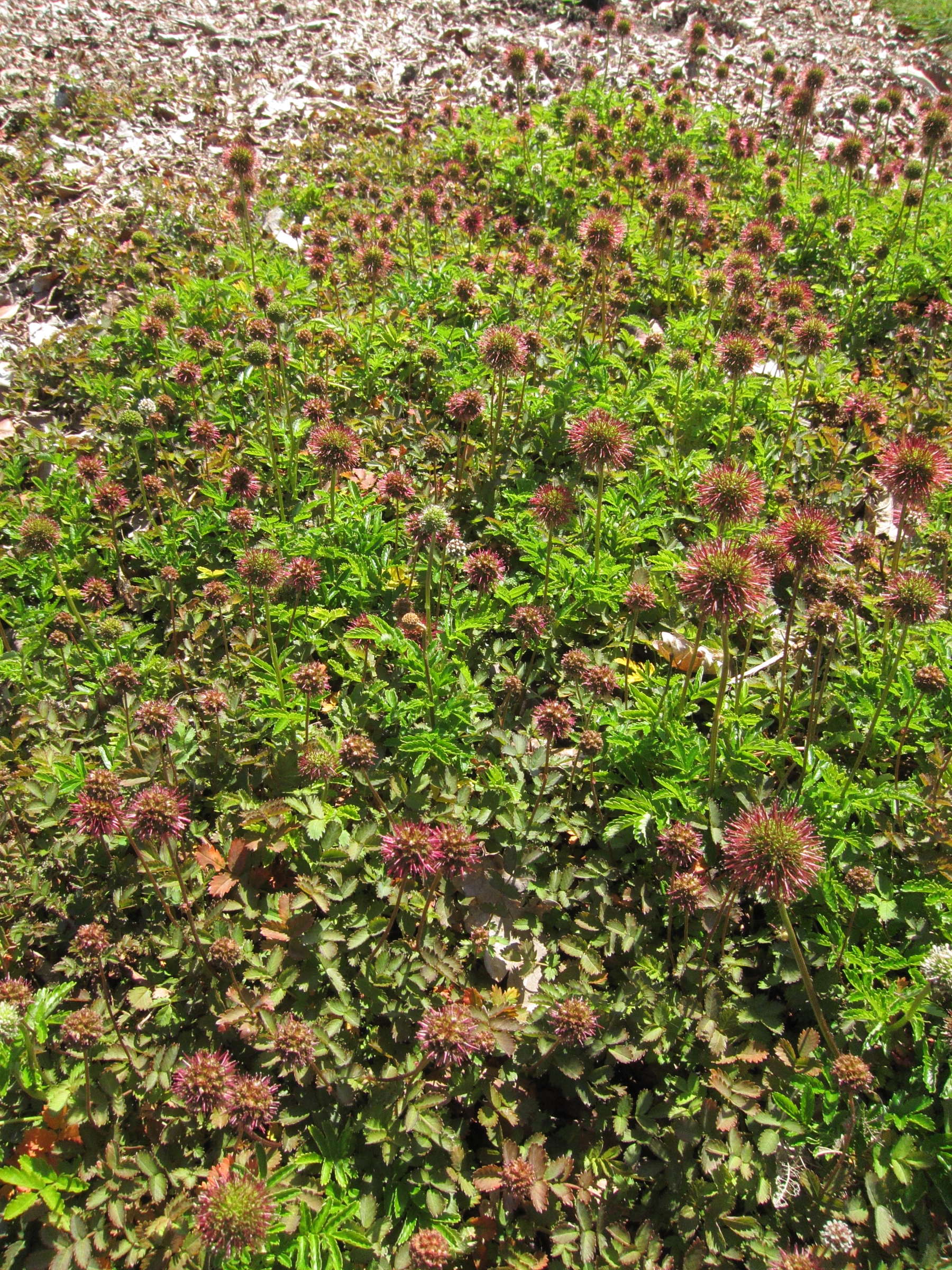 acaena_novae-zelandiae4bd