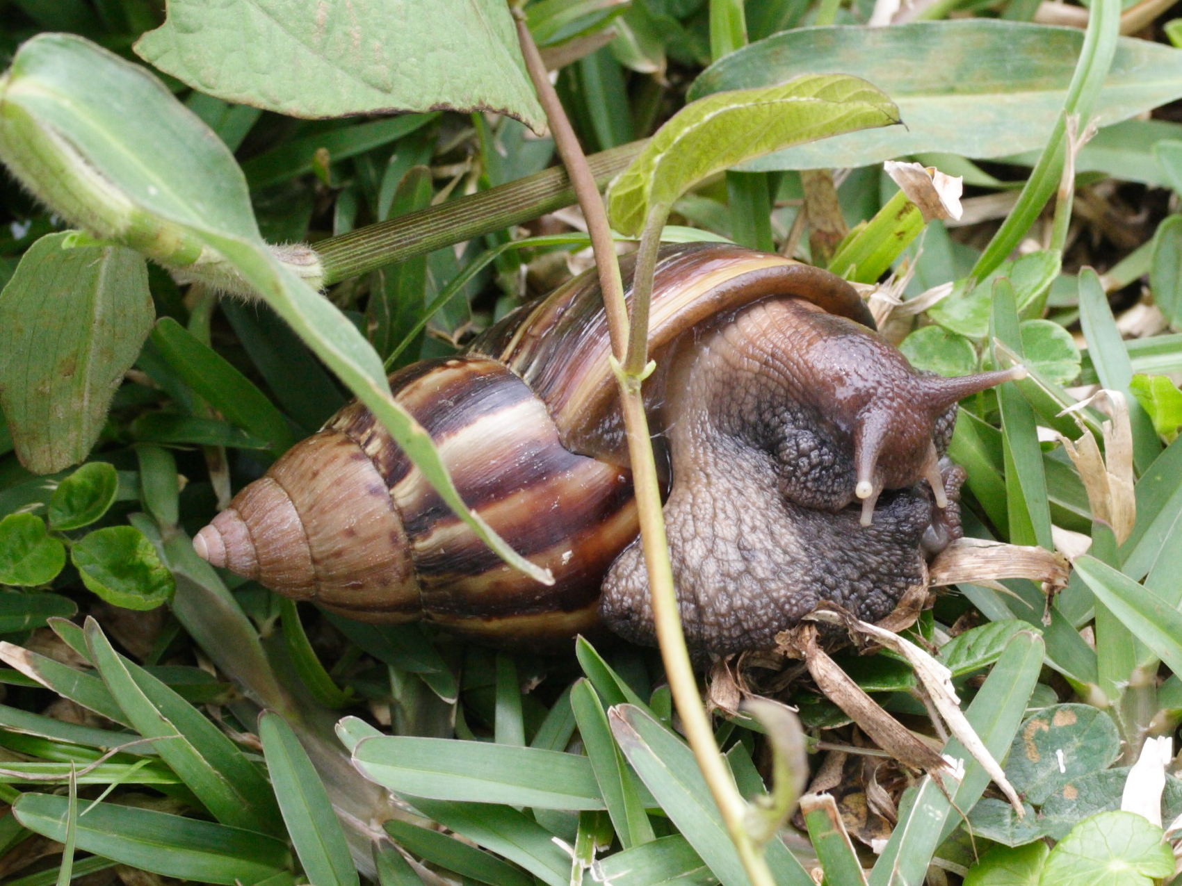 Afficher le média achatina_fulica1md achatina_fulica1md