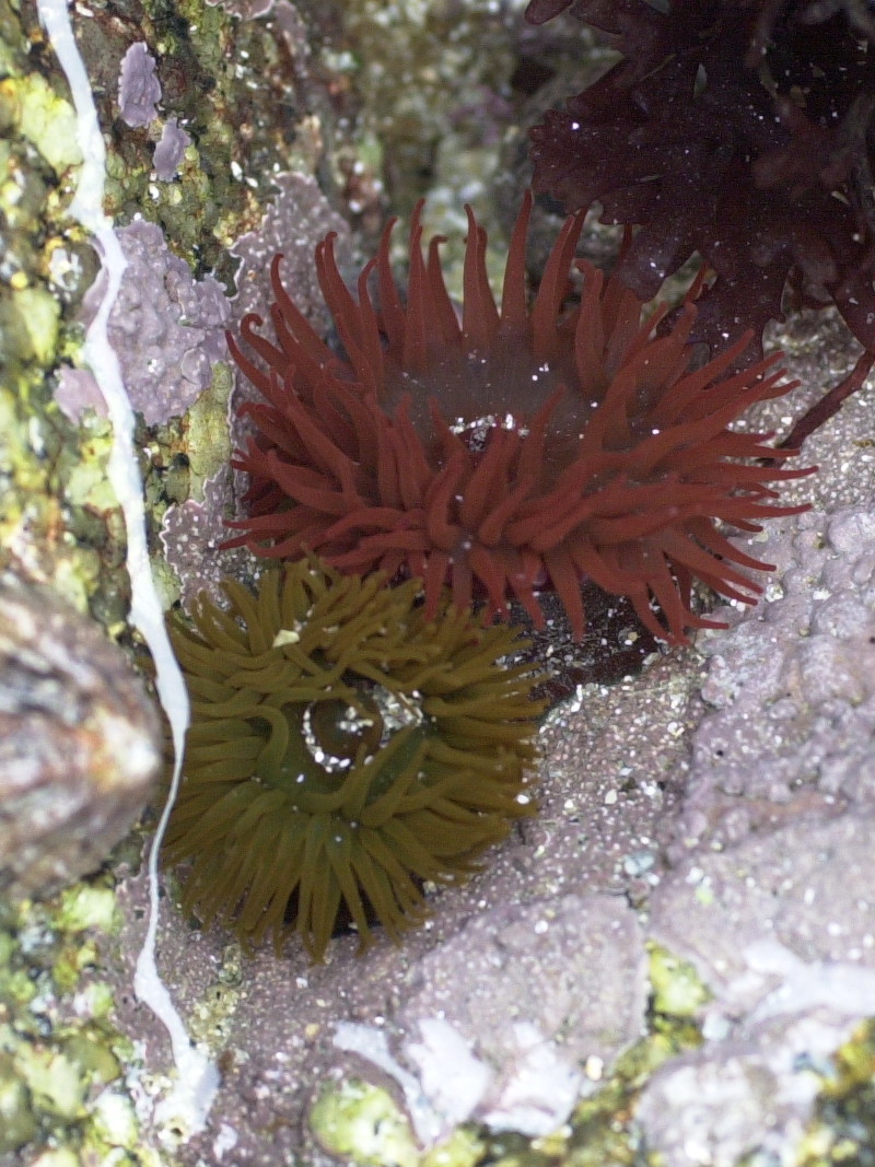 actinia_equina2md
