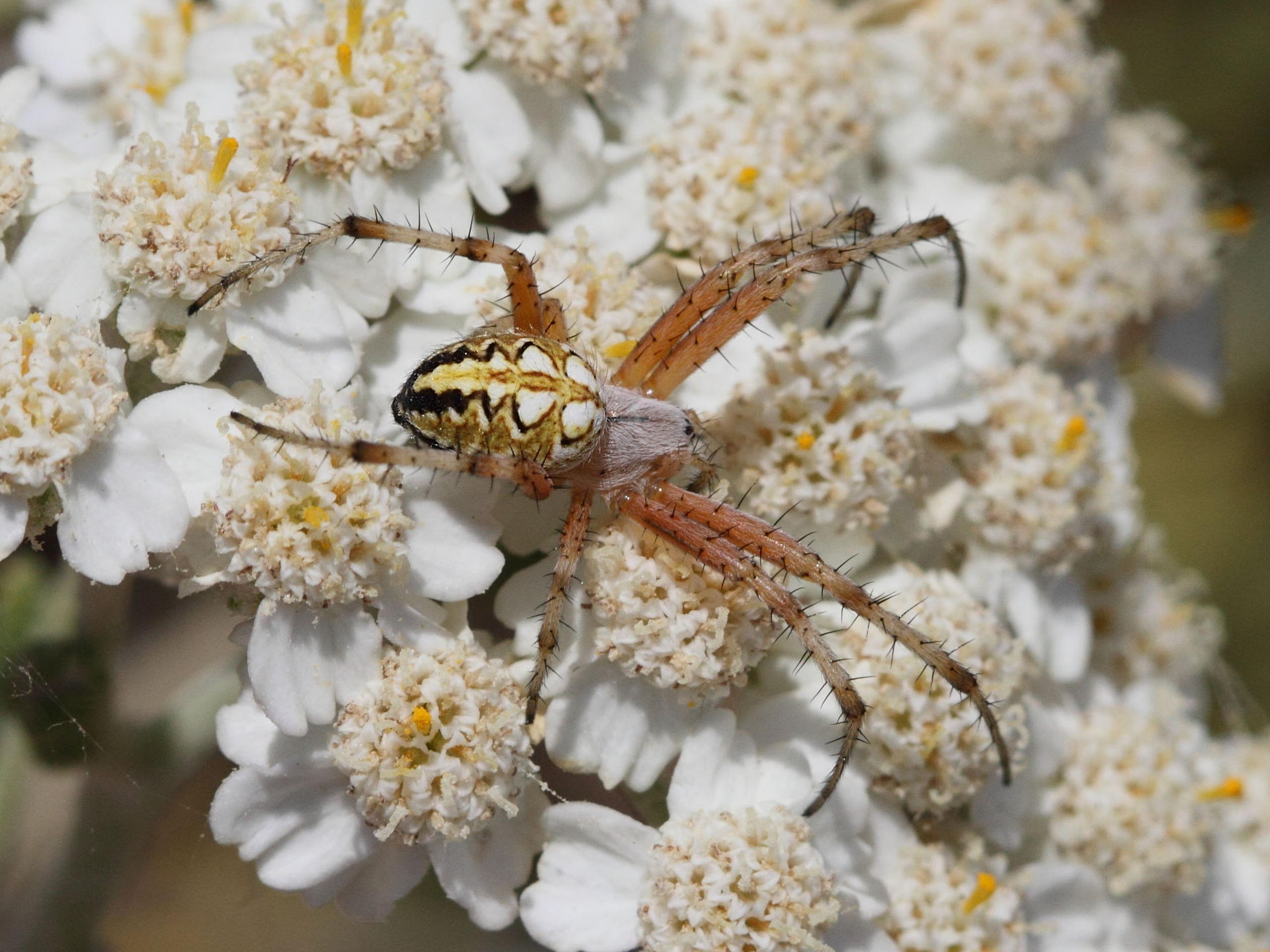 aculepeira_armida6bd