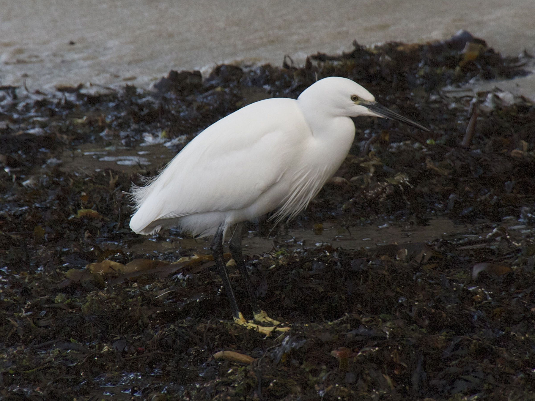 aigrette_garzette_-_egretta_garzetta2md