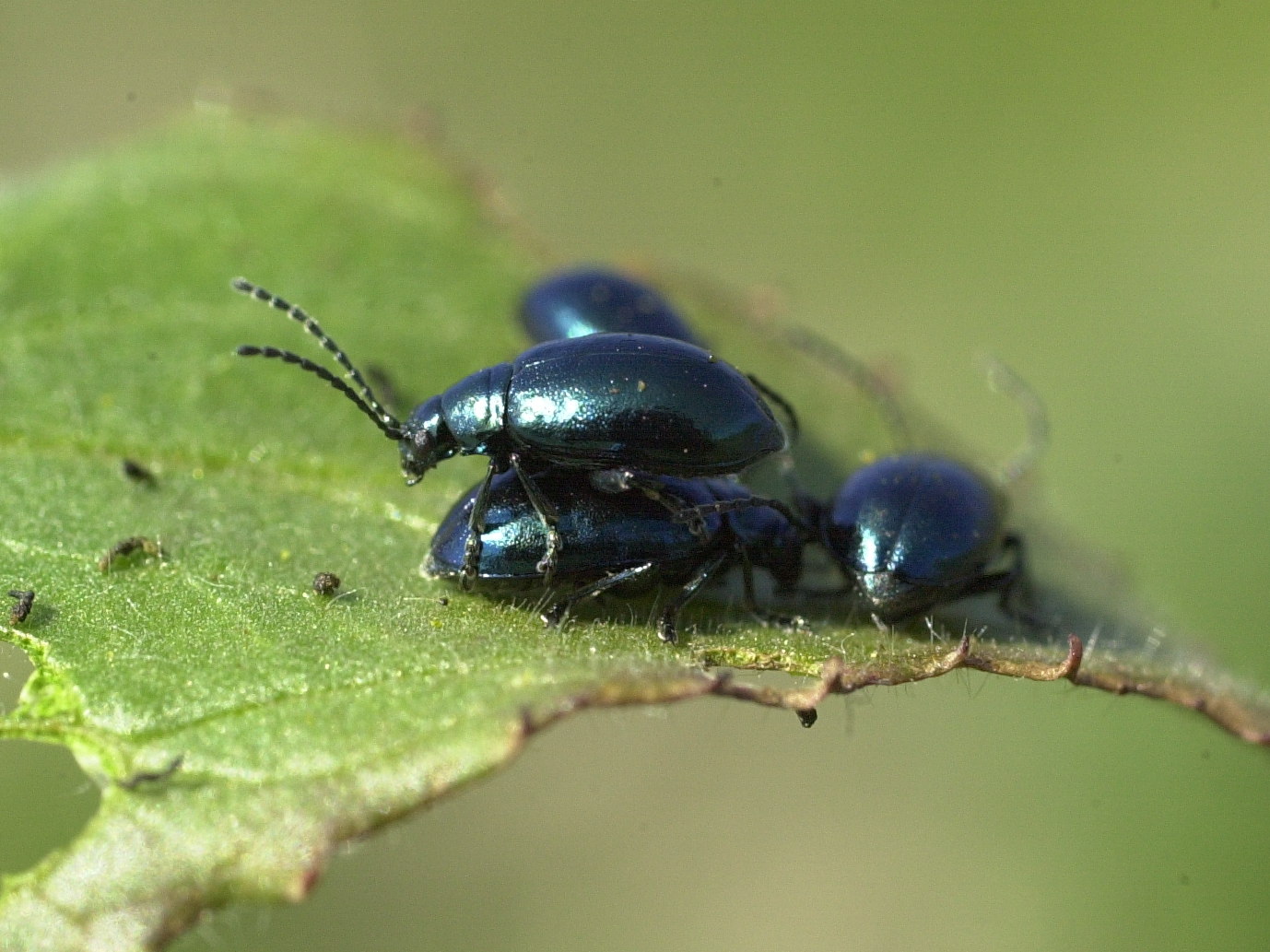 Afficher le média altica_oleracea2md altica_oleracea2md