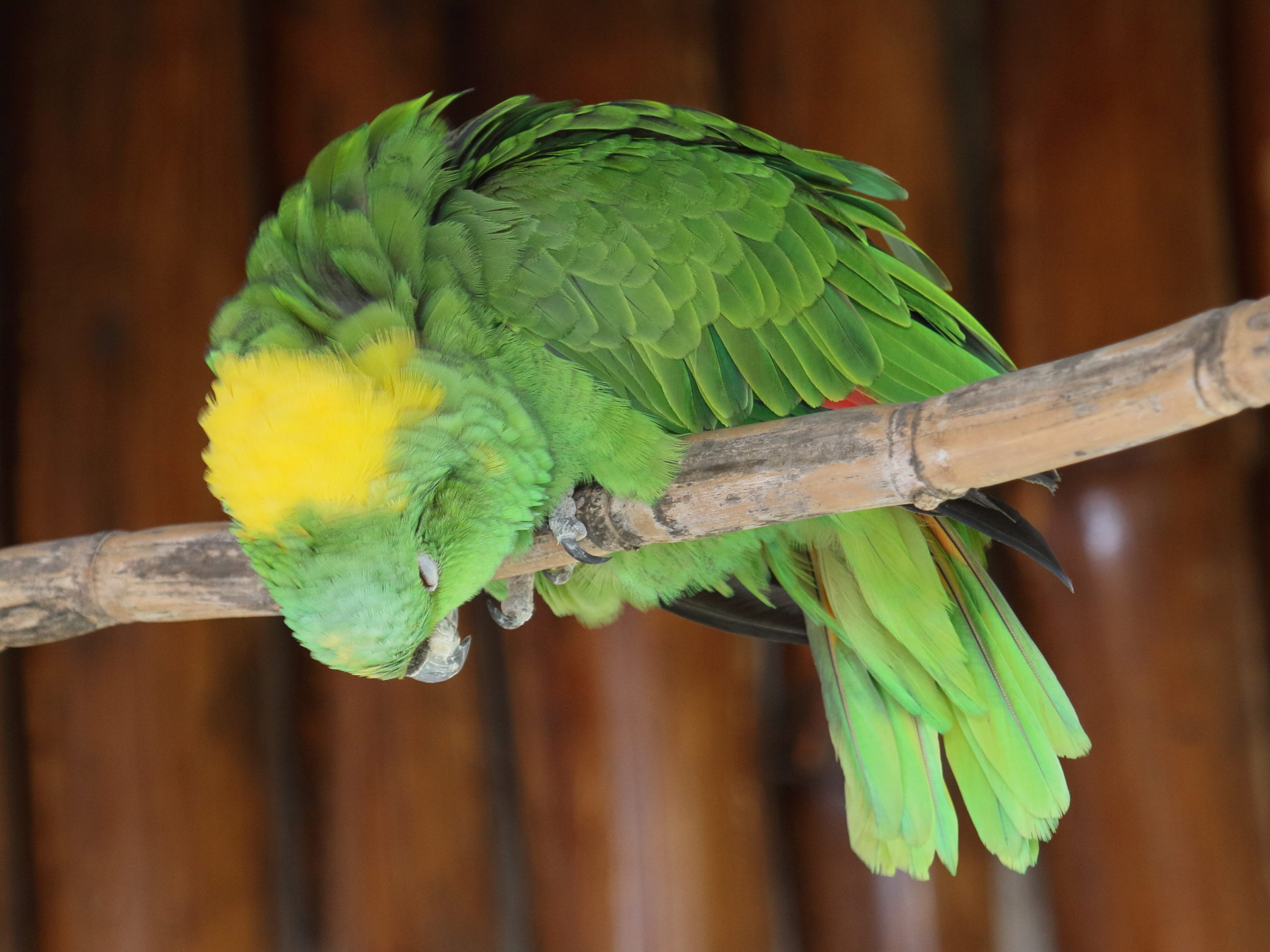 amazone_a_nuque_d-or_-_amazona_auropalliata1bd