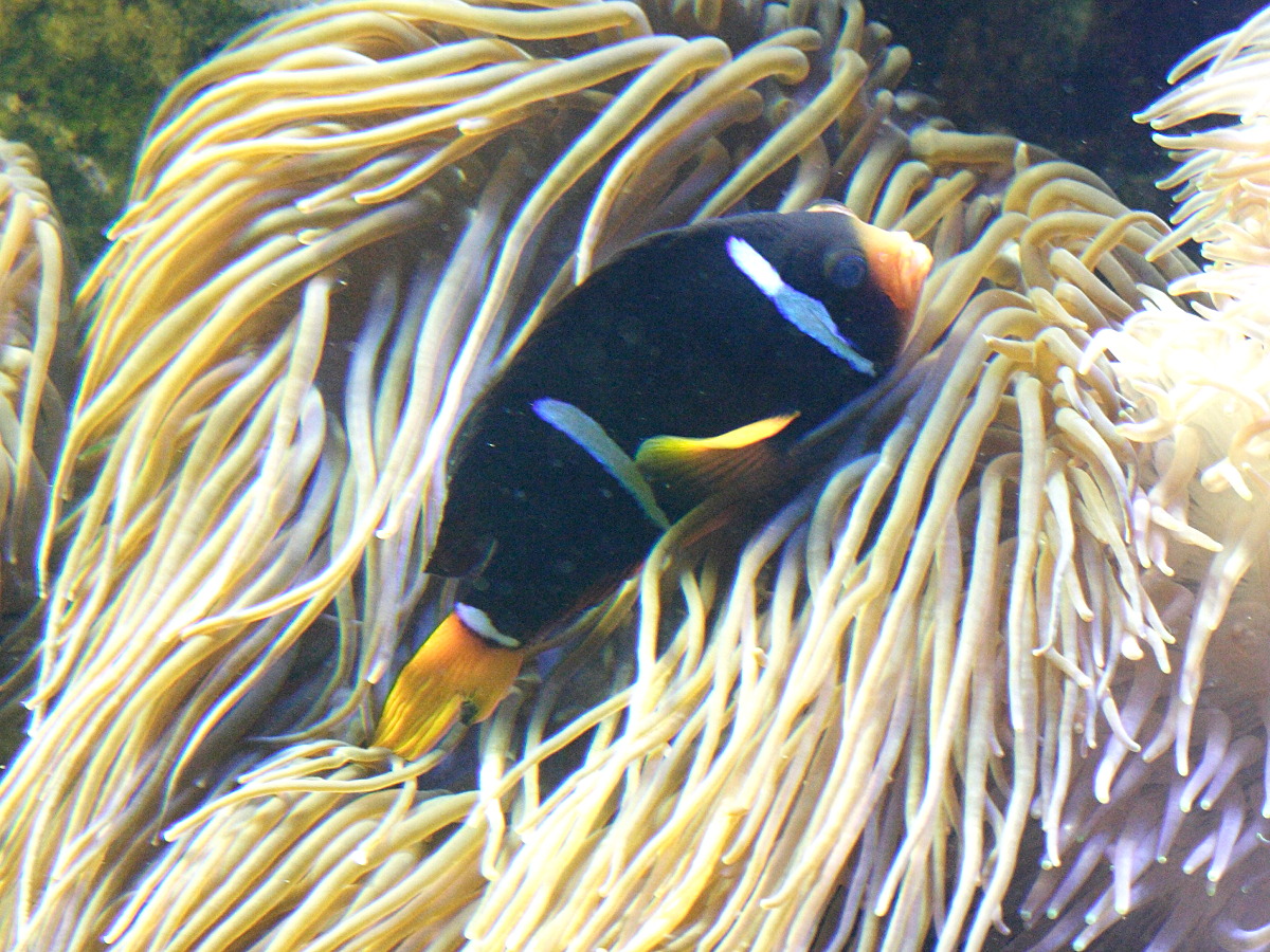 Afficher le média amphiprion_allardi1md amphiprion_allardi1md