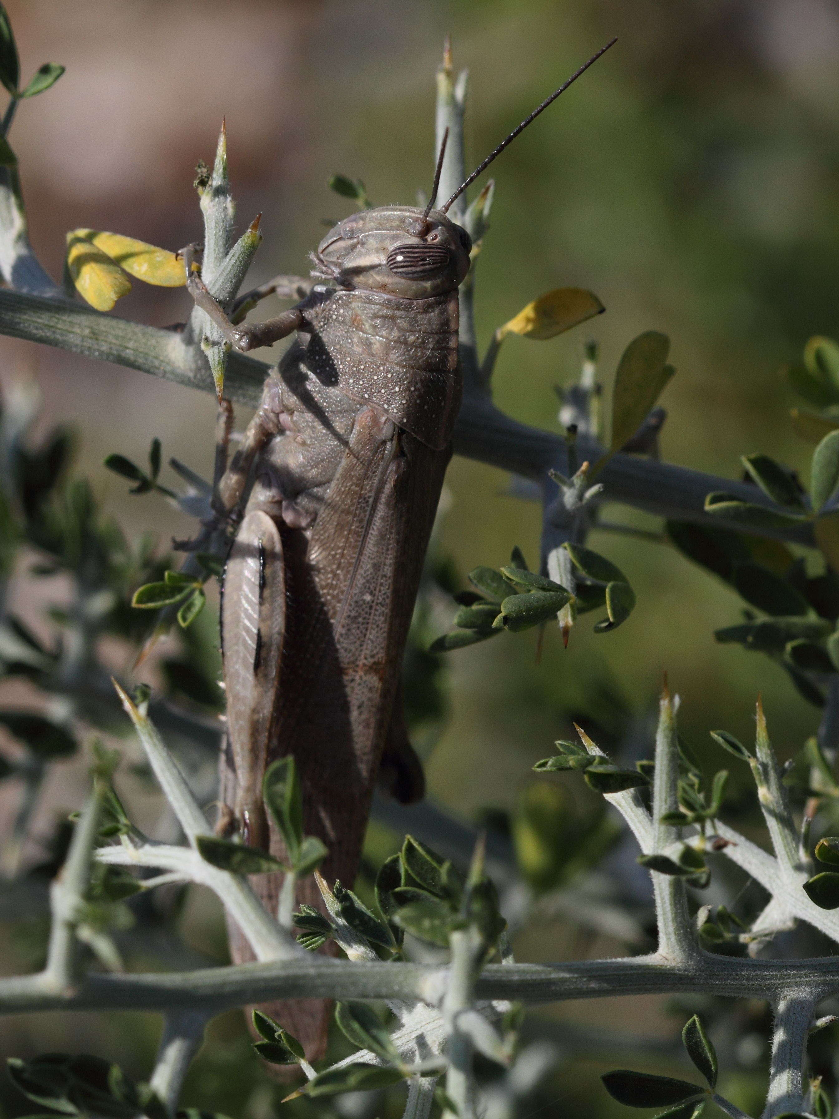 anacridium_aegyptium6bd