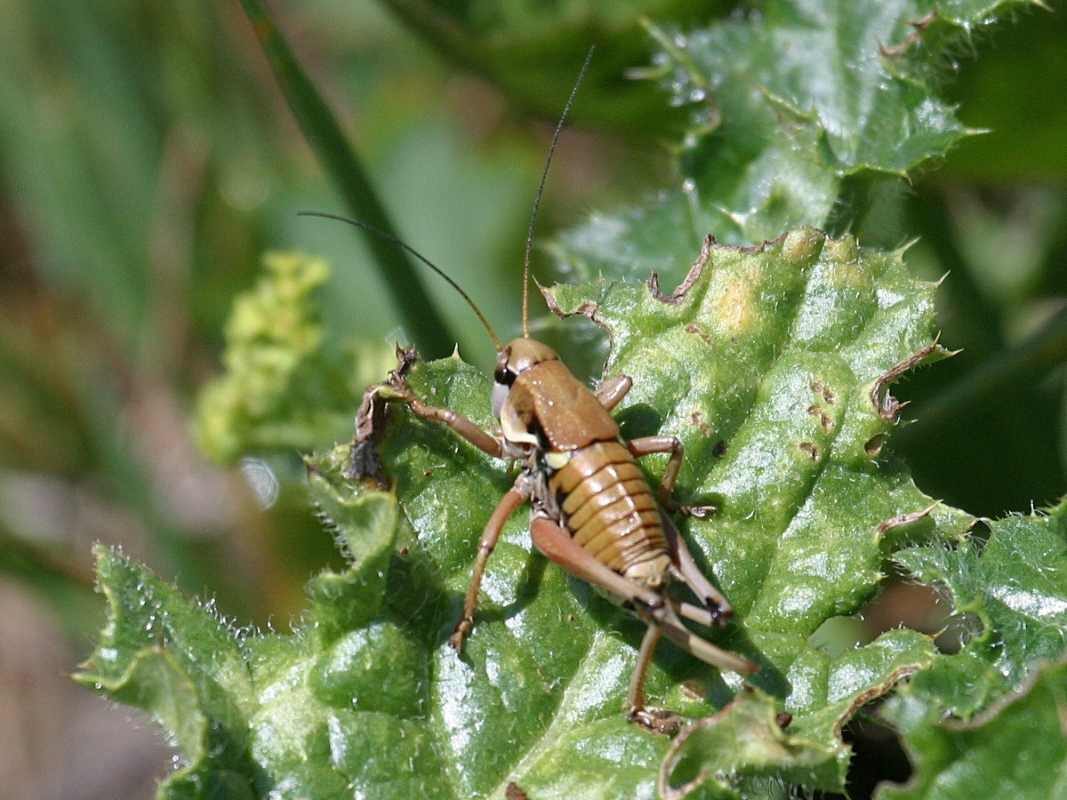 anonconotus_alpinus3md
