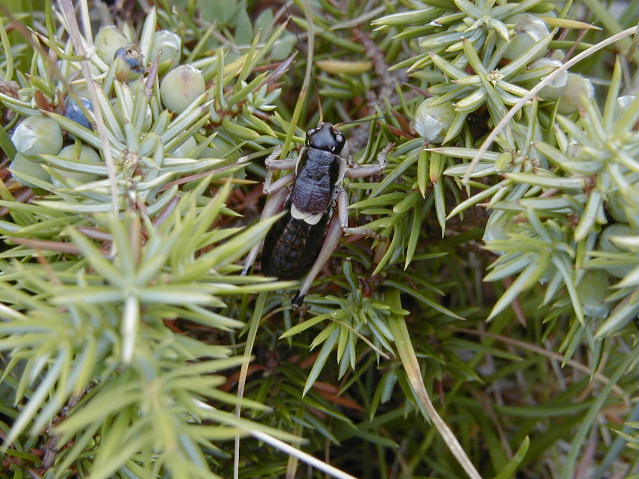 anonconotus_ghiliari1md