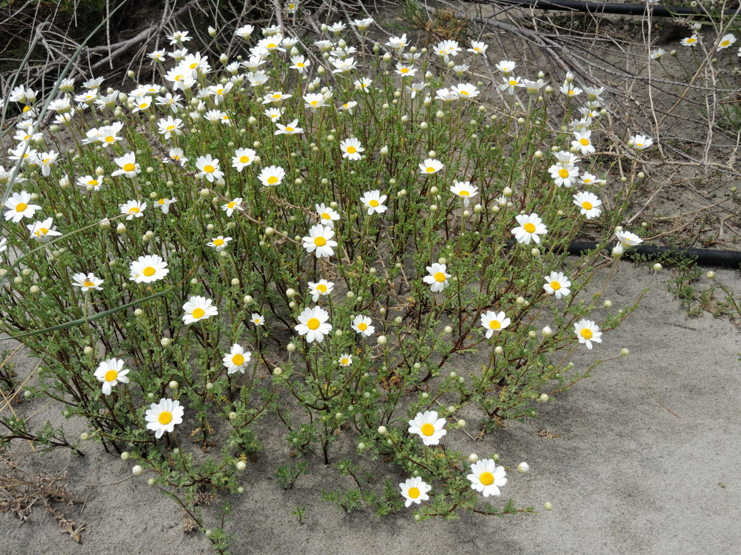 Afficher le média anthemis_maritima1bmd anthemis_maritima1bmd