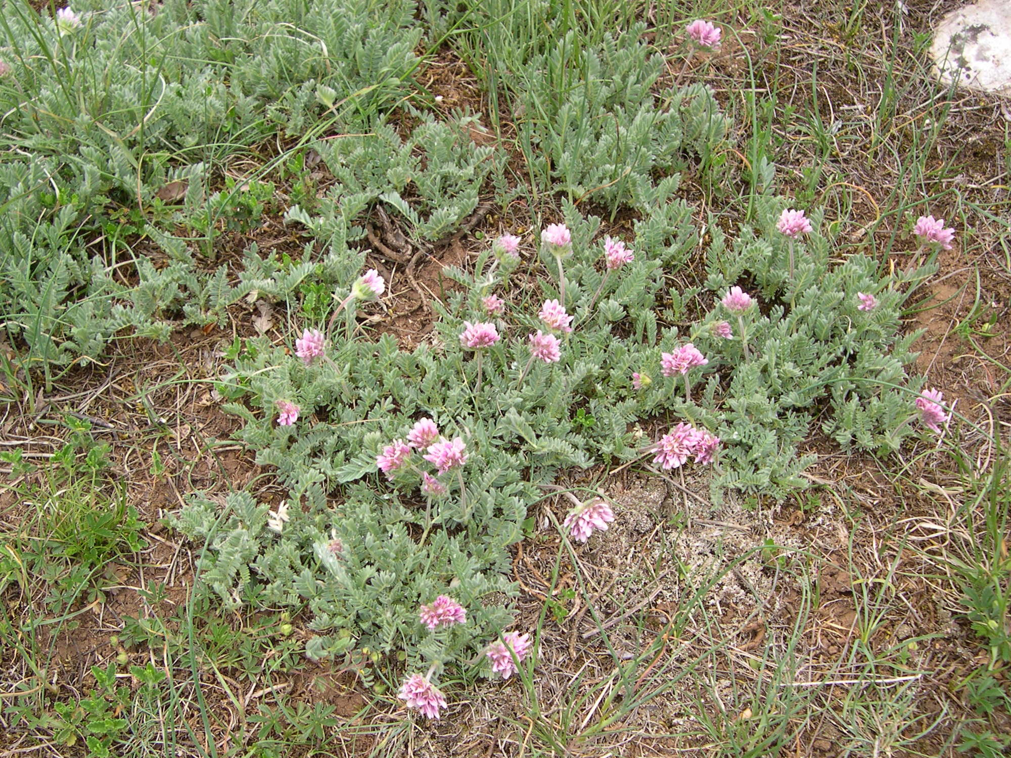 anthyllis_montana6md