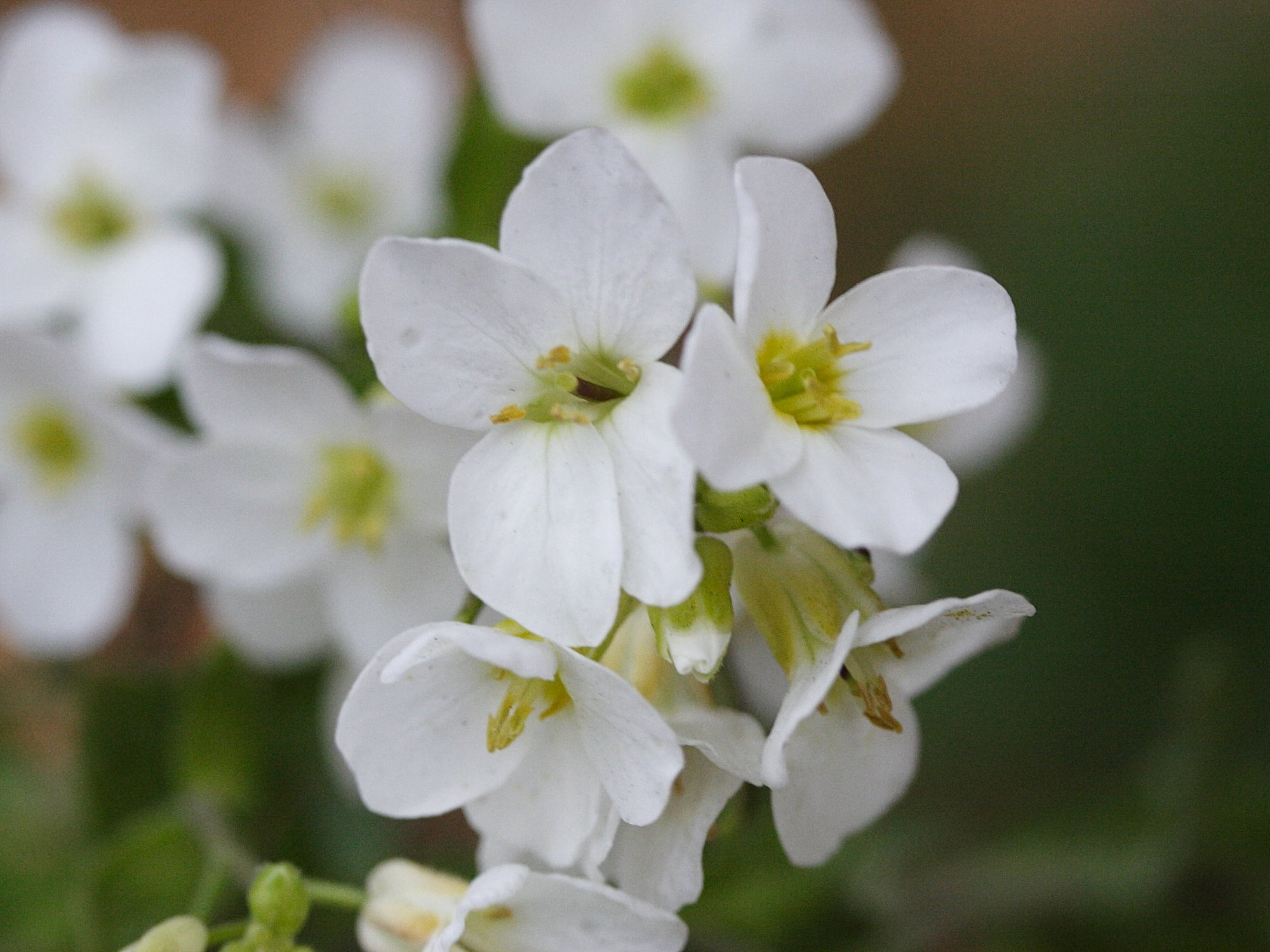 Afficher le média Arabis_alpina Arabis_alpina