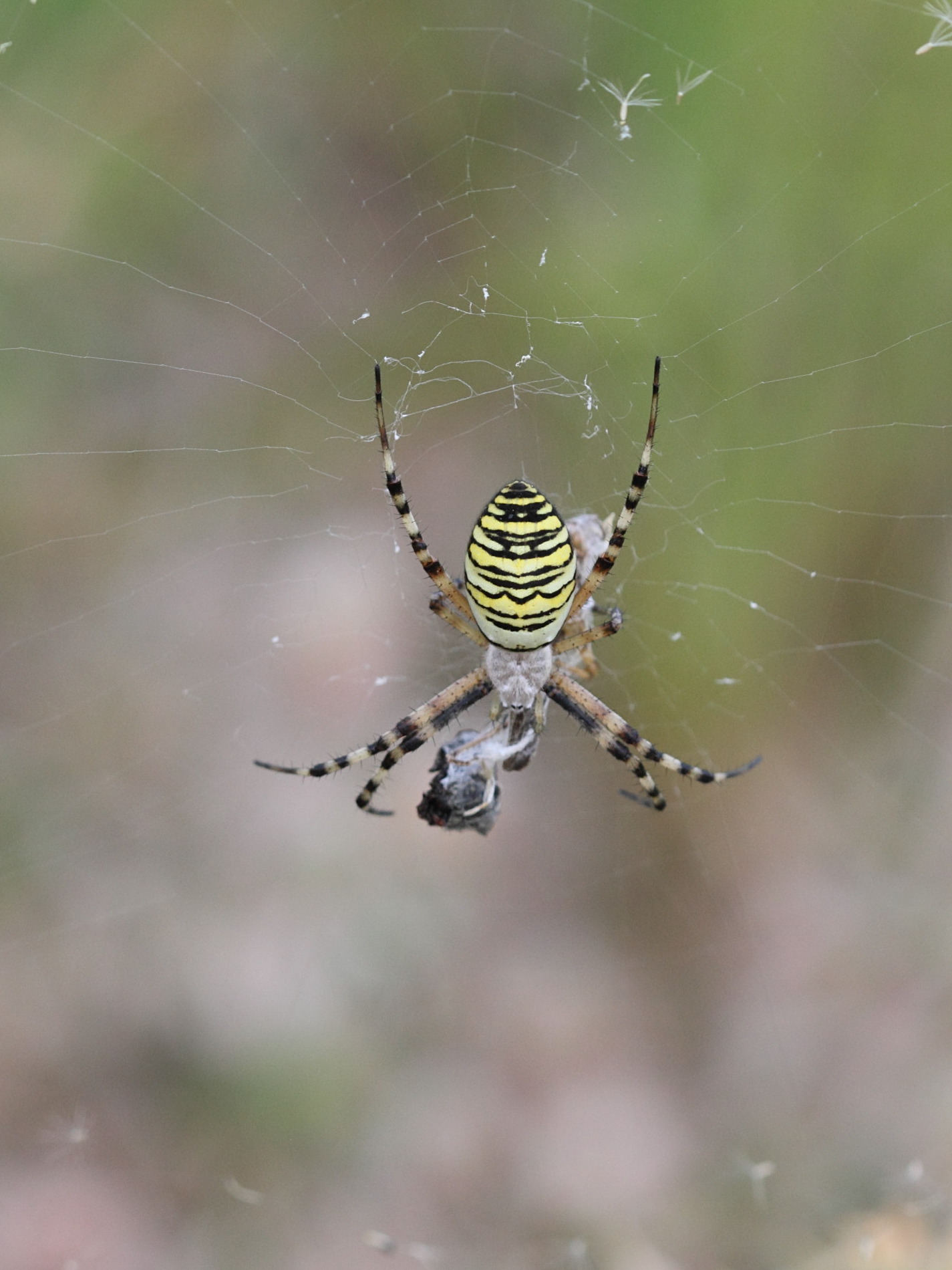 Afficher le média argiope_bruennichi1abd argiope_bruennichi1abd