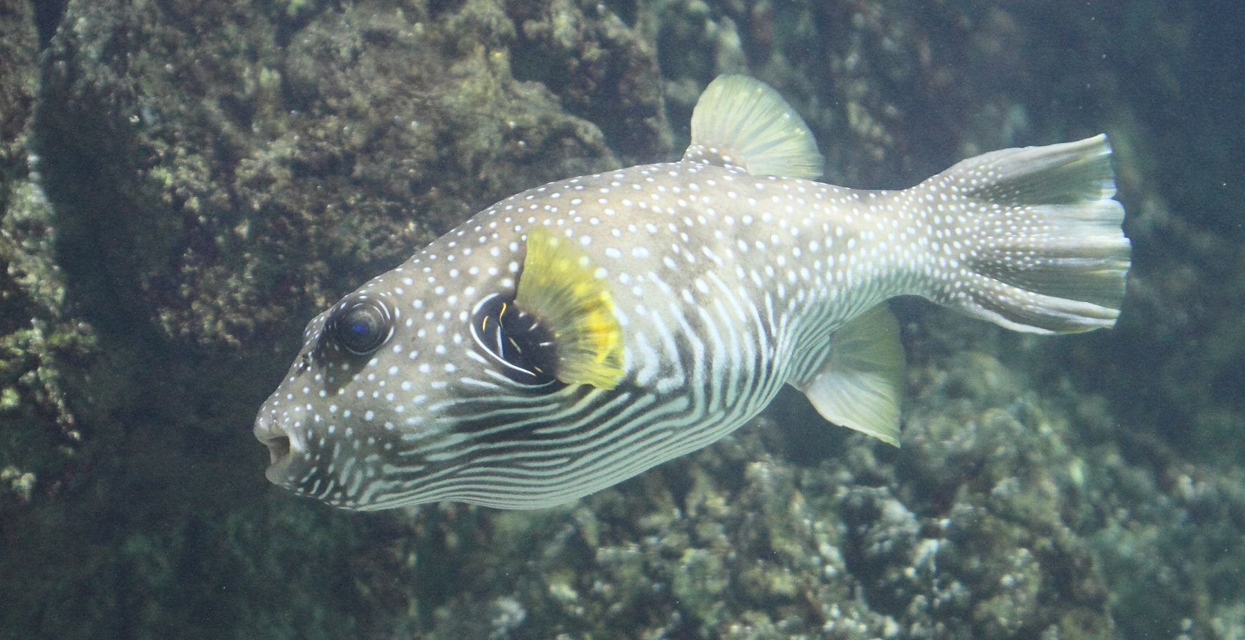 arothron_hispidus3bd