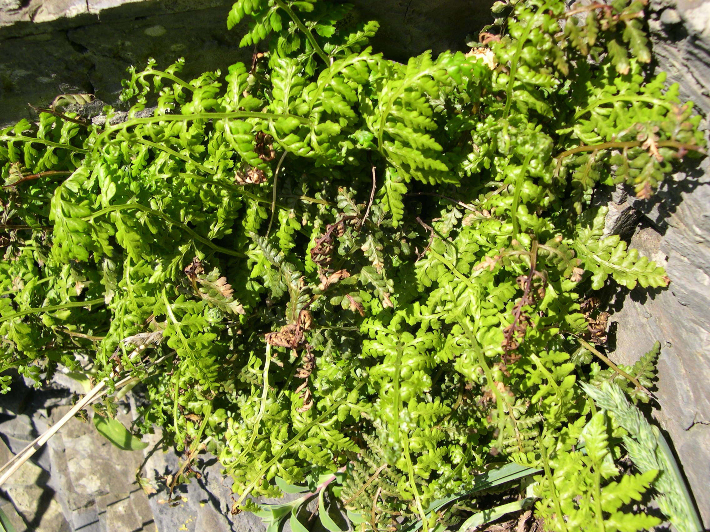 asplenium_billotii1md