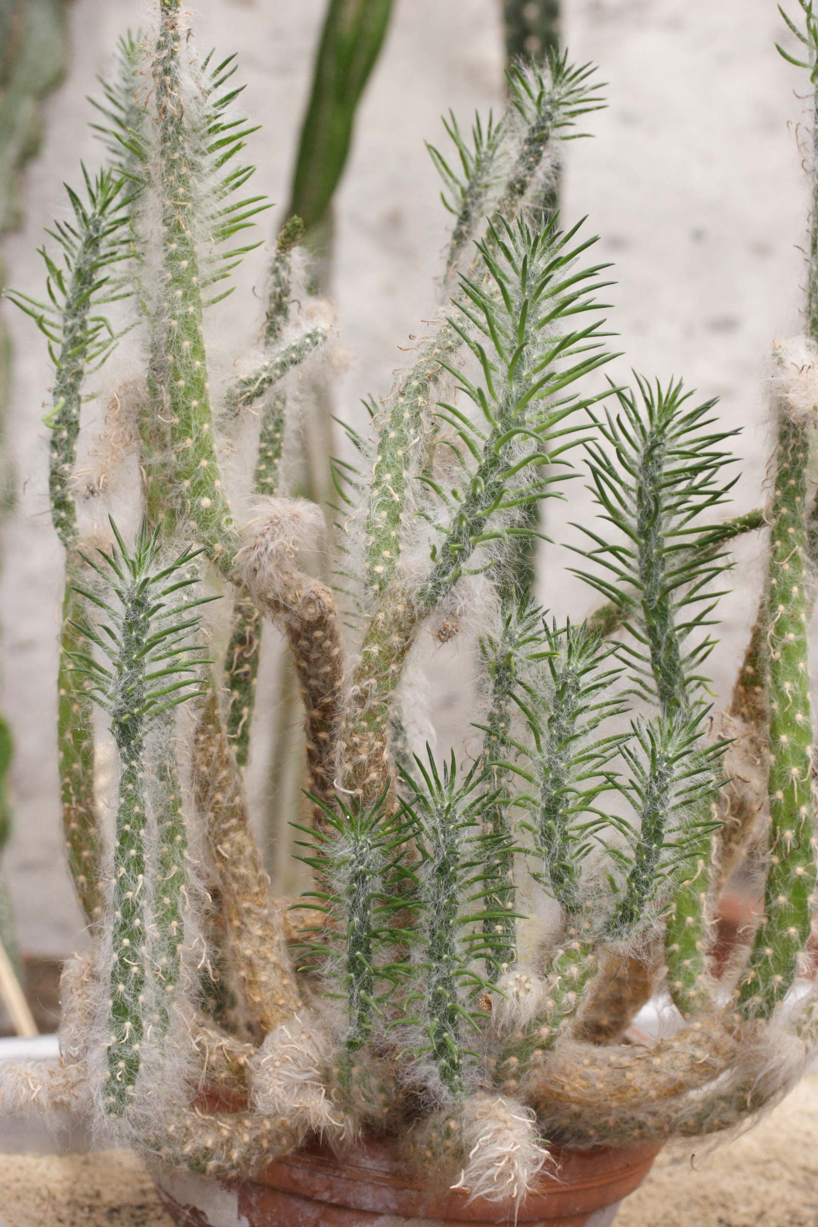 Austrocylindropuntia_vestita