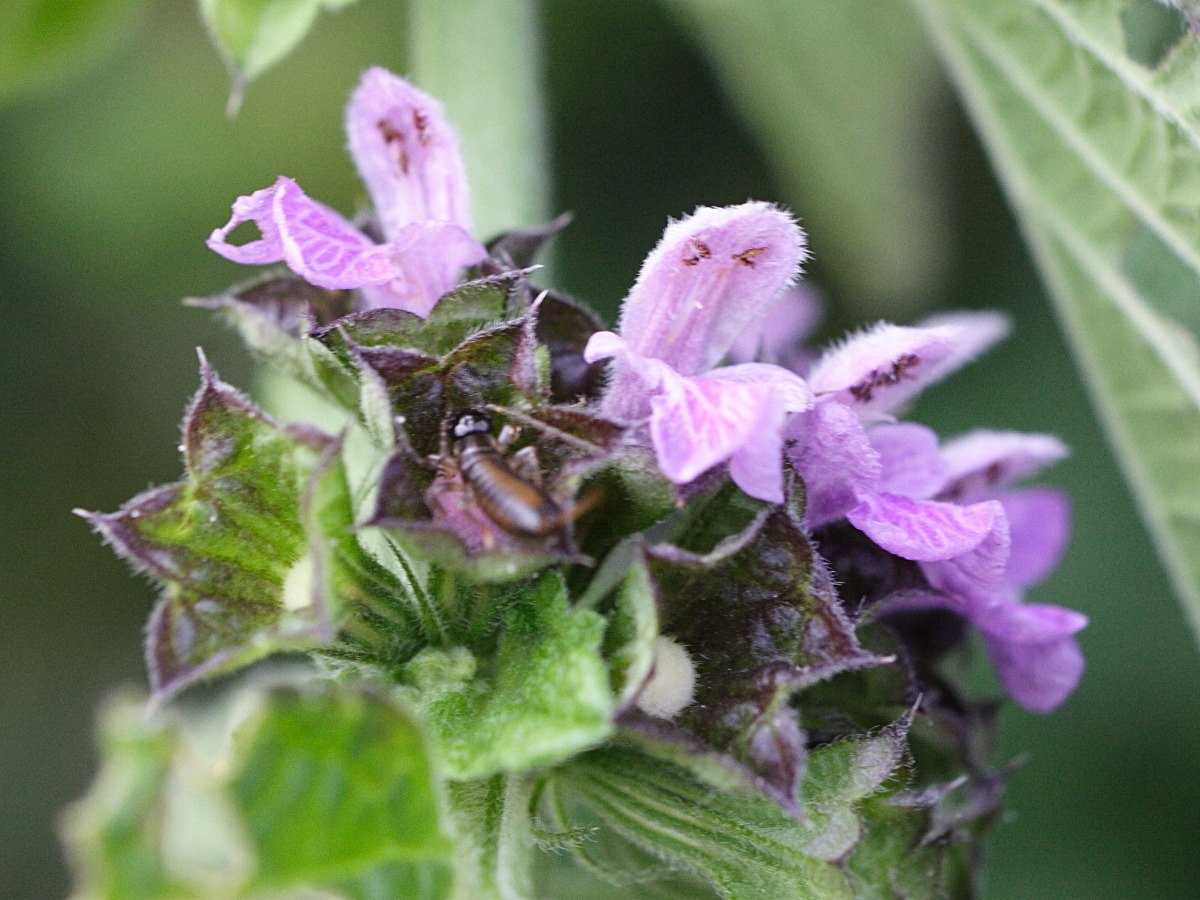 ballota_nigra_meridionalis3md